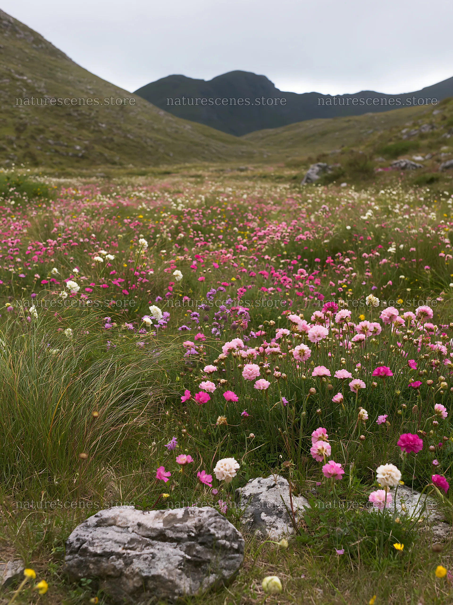 Cloudy rockrose meadow with wildflowers and distant mountains – nature scenes 6866x9174