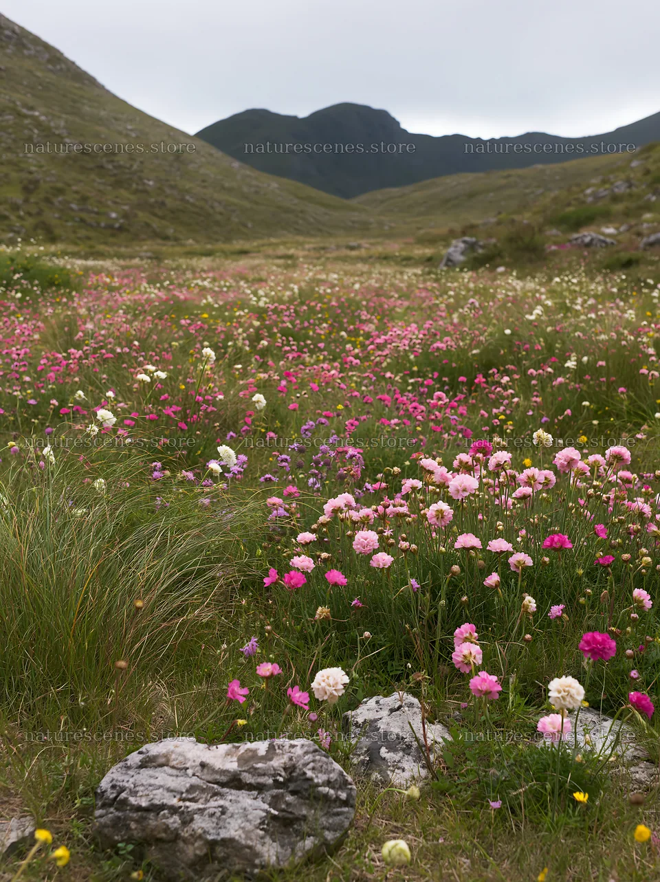 Cloudy rockrose meadow with wildflowers and distant mountains – nature scenes 6866x9174