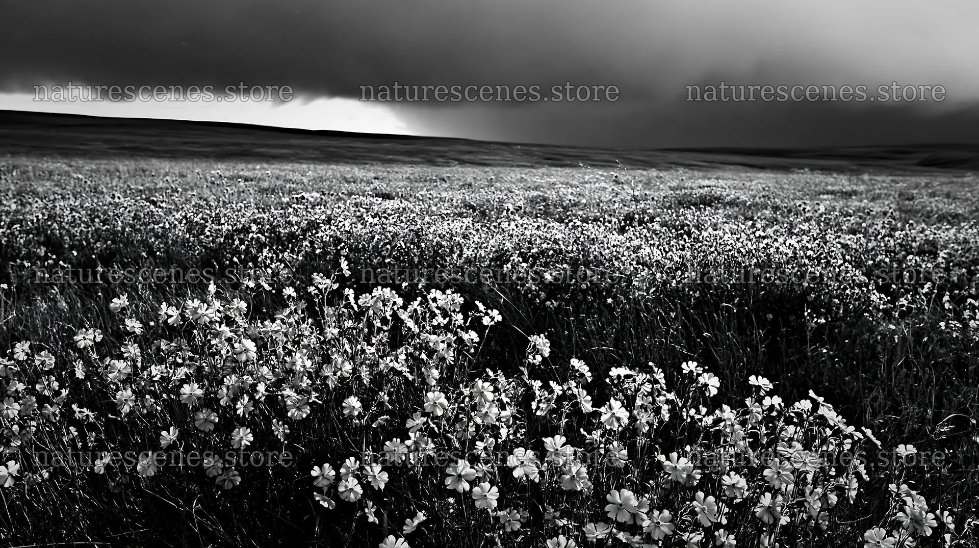 Pink campion meadow under cloudy sky in black and white – nature scenes 10608x5938