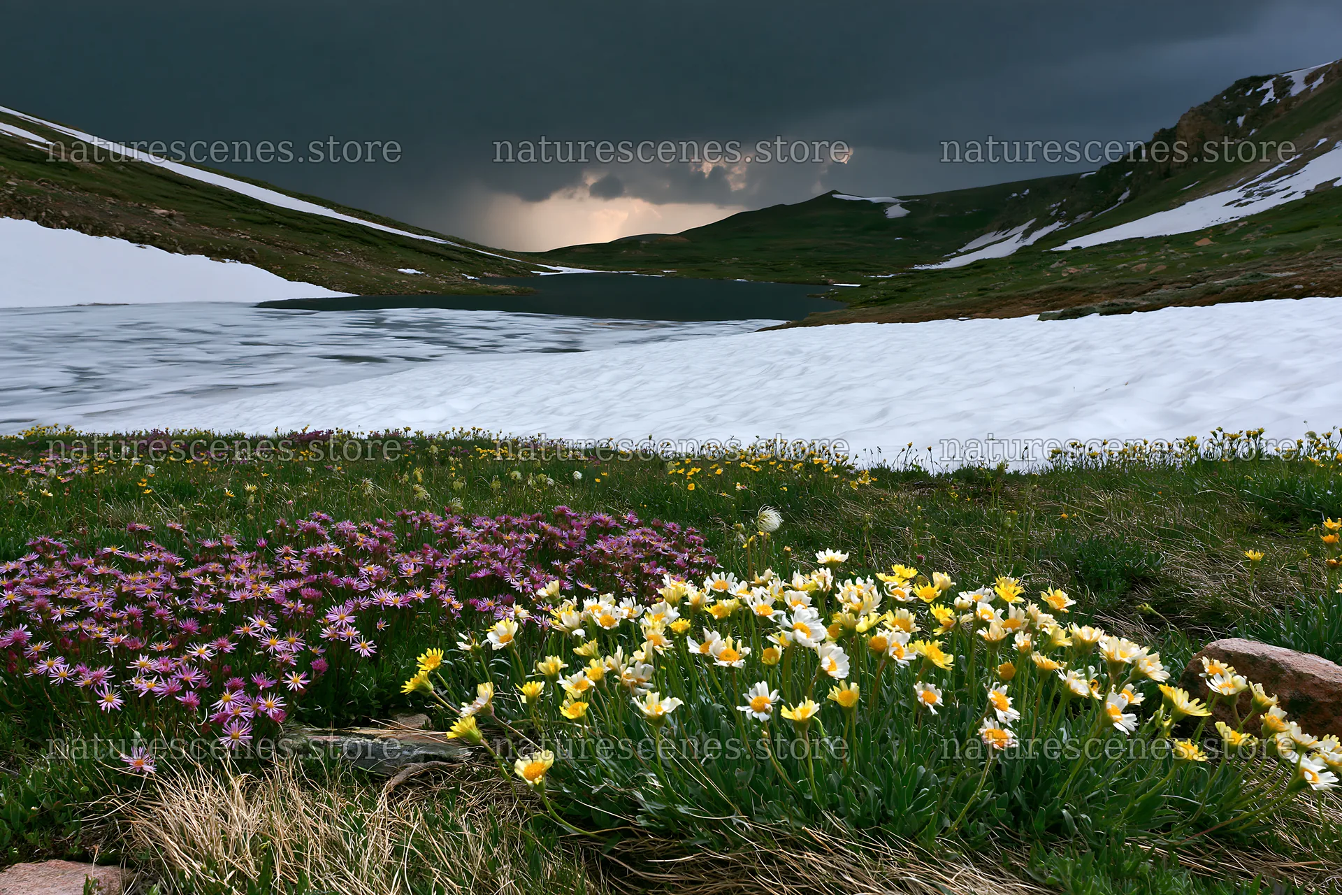 Frozen tarn meadow with flowers in view of dark clouds – nature scenes 9722x6480