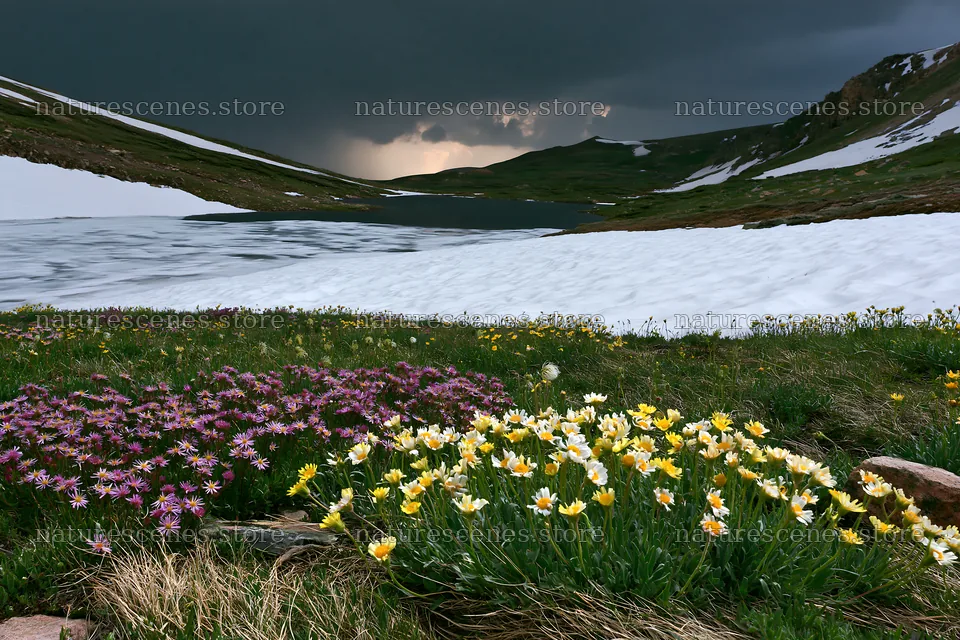 Frozen tarn meadow with flowers in view of dark clouds – nature scenes 9722x6480