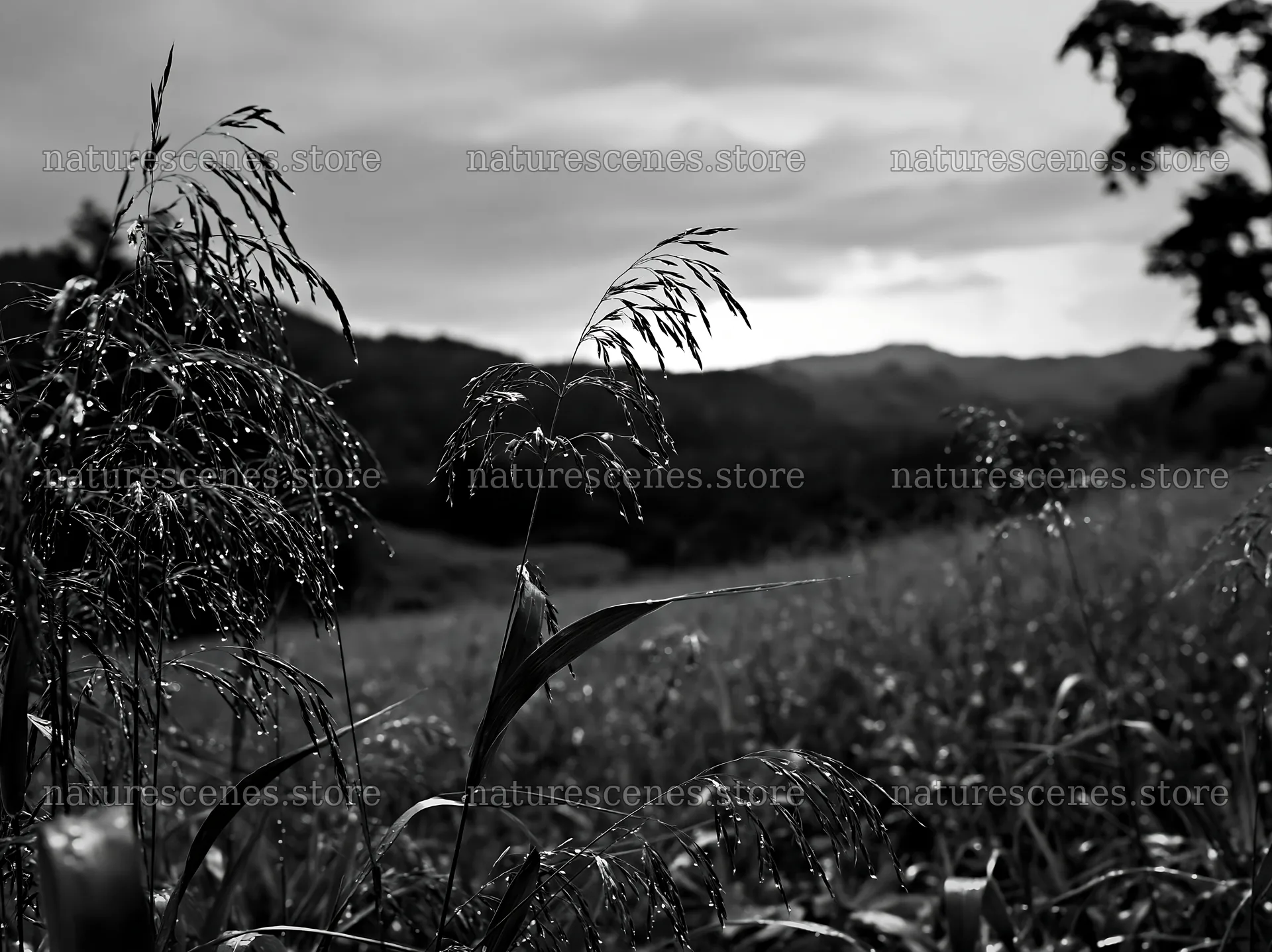 Iwate rain refreshed meadow seedhead foreground – nature scenes 9174x6866