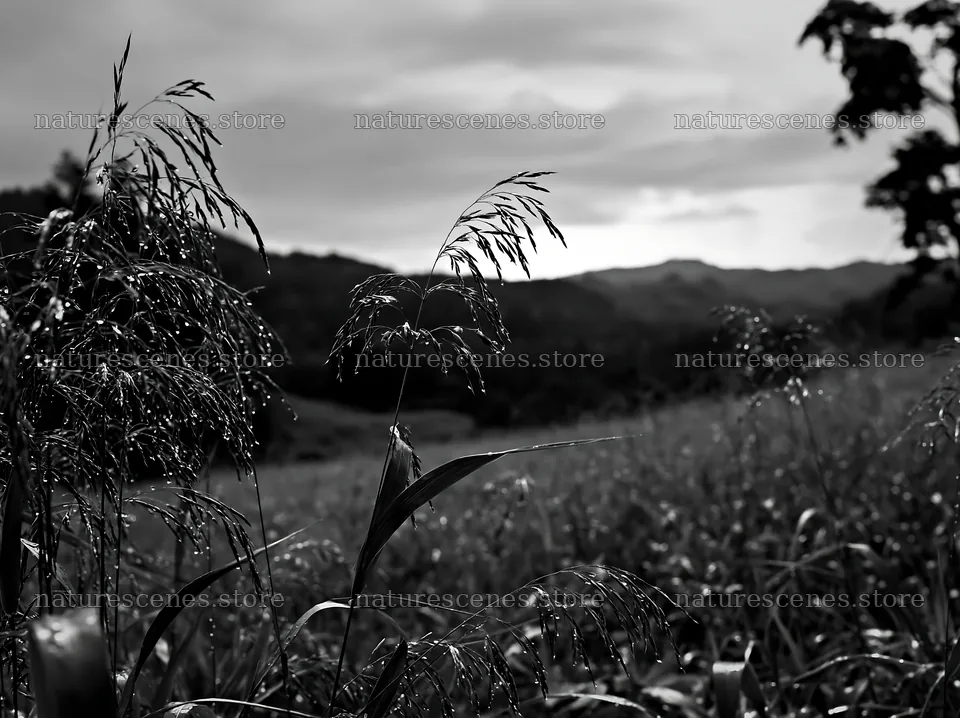 Iwate rain refreshed meadow seedhead foreground – nature scenes 9174x6866