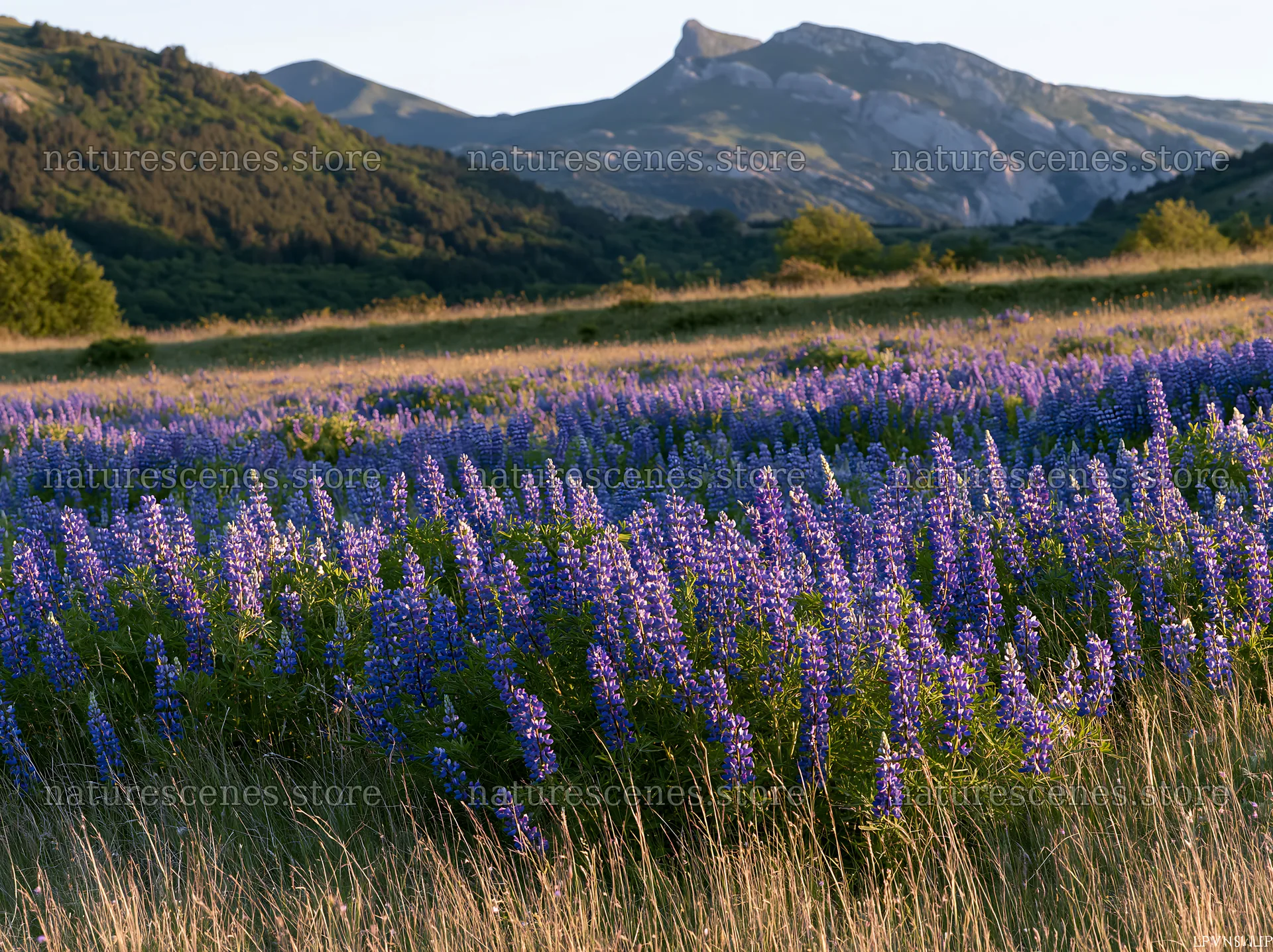 Lupin meadow in foreground with mountain backdrop – nature scenes 9174x6866