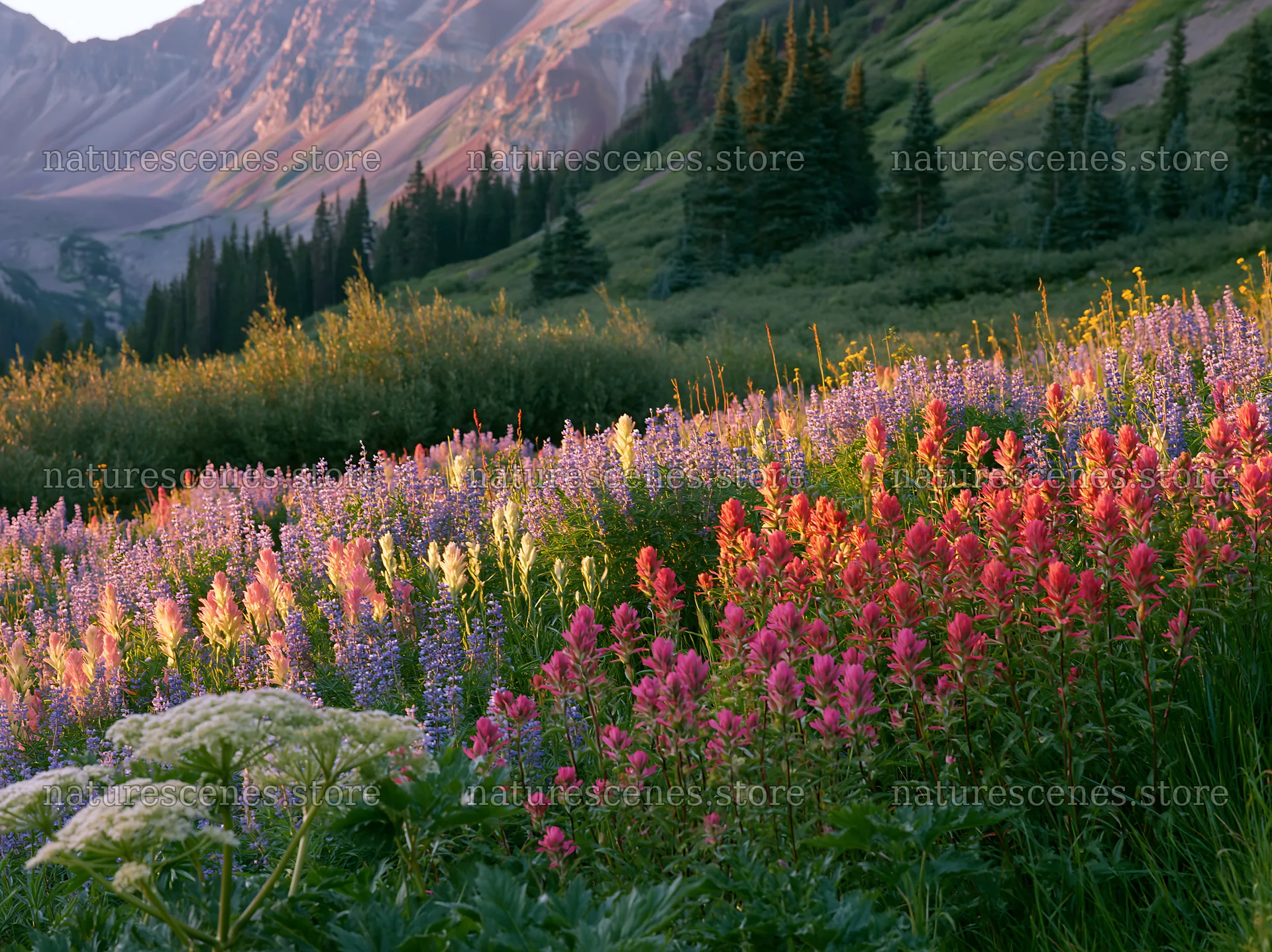 Paintbrush lupine meadow with mountains and trees – nature scenes 9174x6866