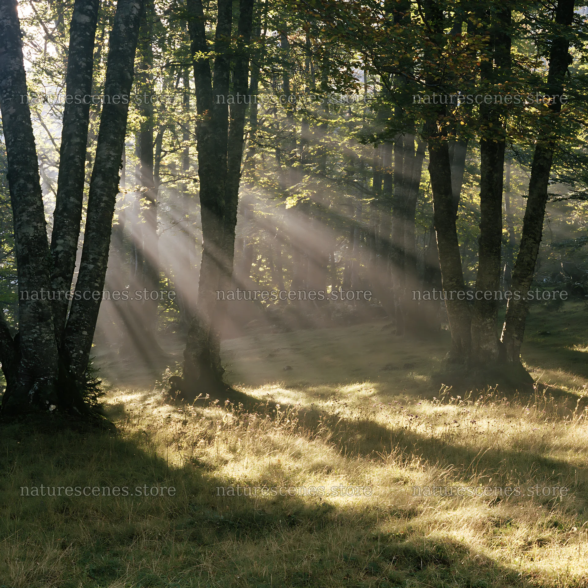Sunrays in Picos de Europa meadow near shaded trees – nature scenes 7938x7938