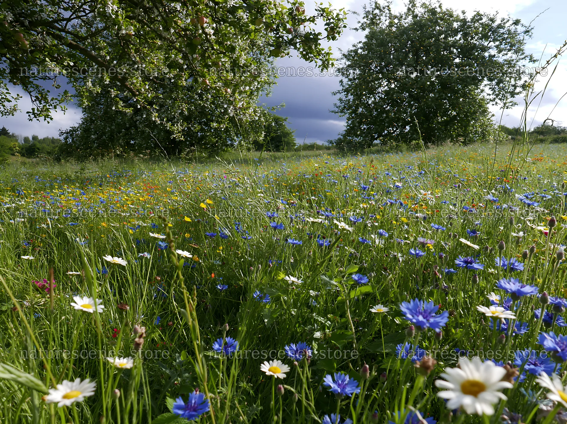 Meadow with apple trees and wildflowers in a natural setting – nature scenes 9174x6866