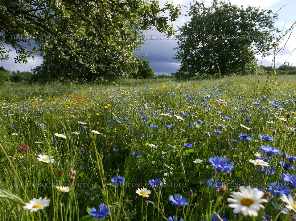 Meadow with apple trees and wildflowers in a natural setting – nature scenes 9174x6866