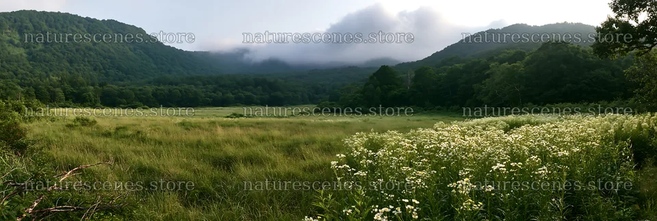 Yamagata rewilded meadow fallen branch foreground – nature scenes 13690x4602