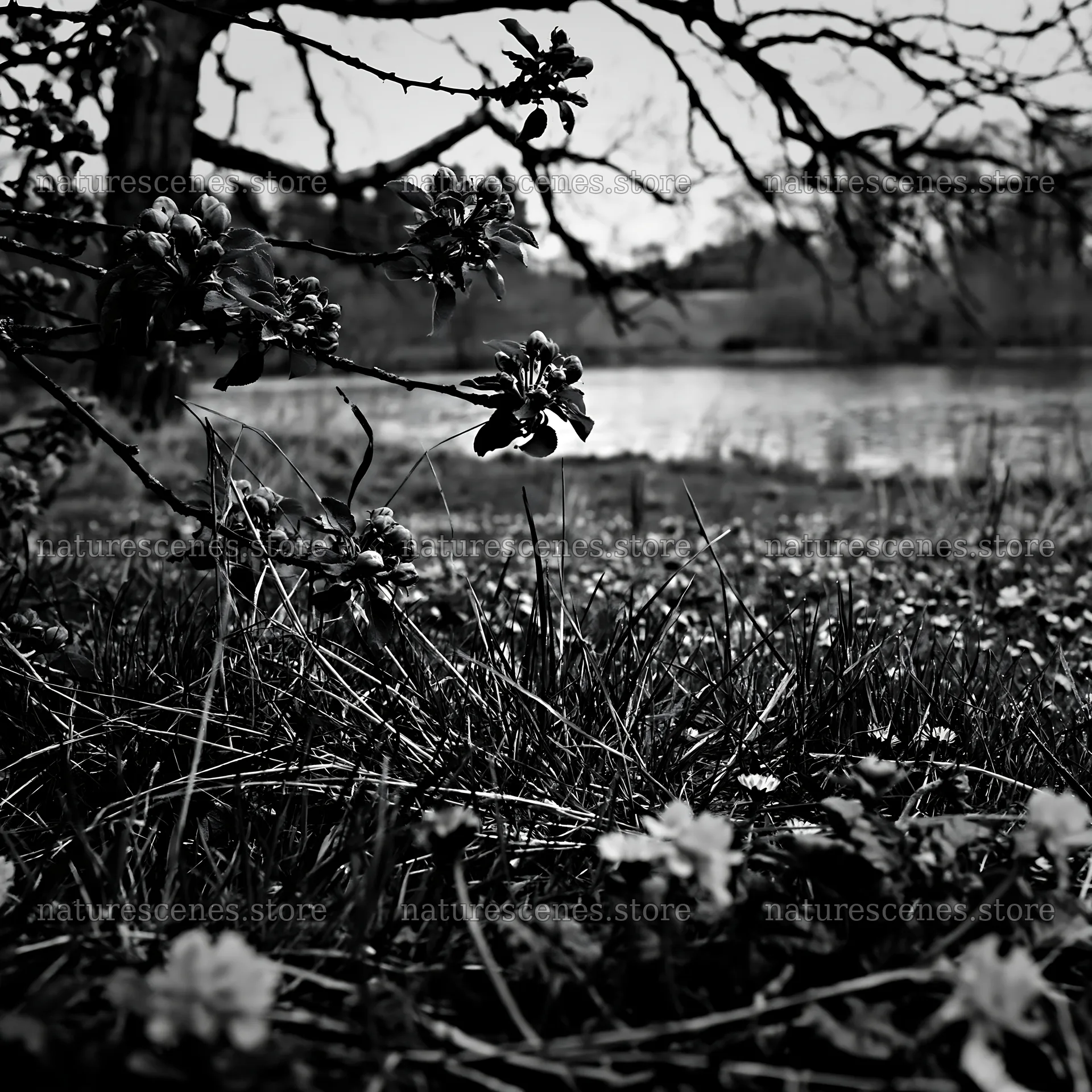 Lakeside orchard meadow with flowers and tree branches – nature scenes 7938x7938