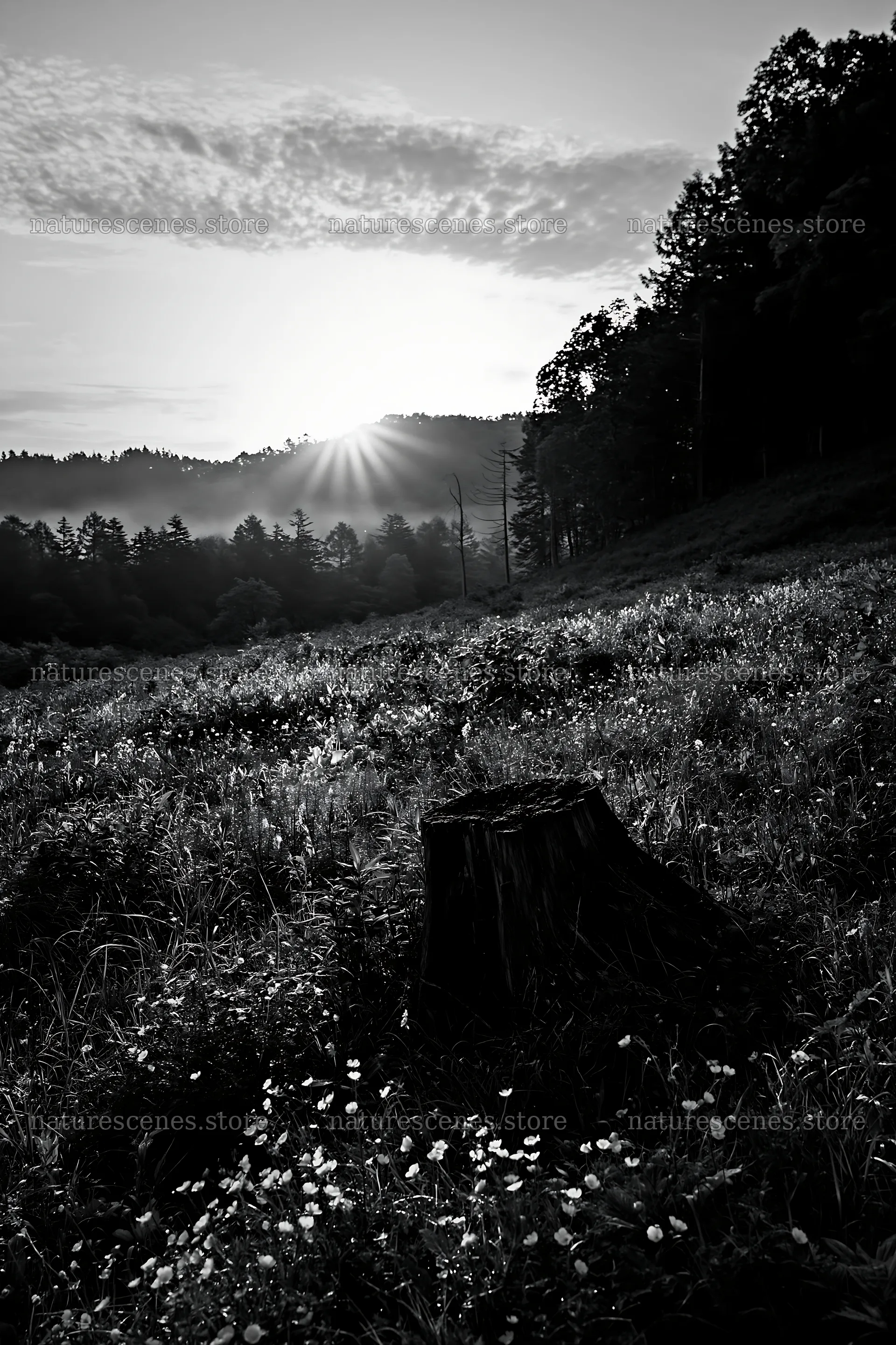 Fukushima native meadow with weathered stump at sunrise – nature scenes 6480x9722