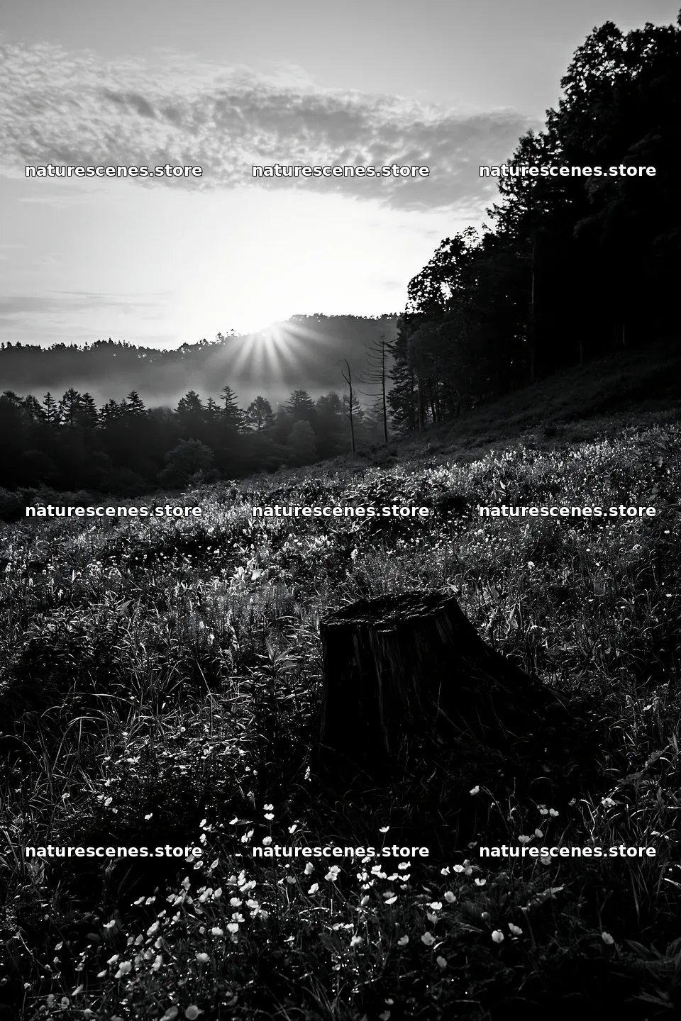 Fukushima native meadow with weathered stump at sunrise – nature scenes 6480x9722