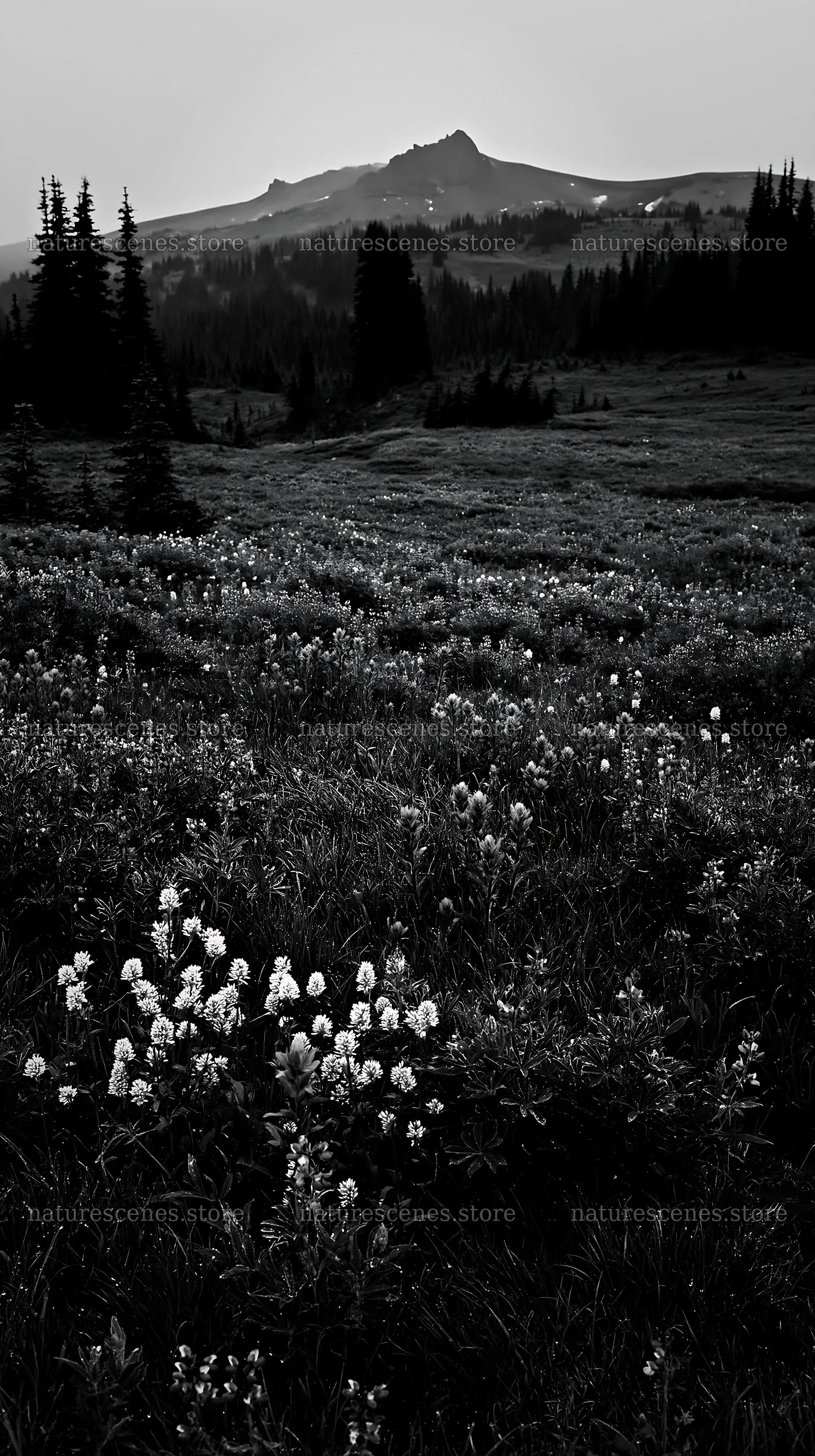 Mount Rainier paintbrush and lupine meadow at dusk – nature scenes 5938x10608