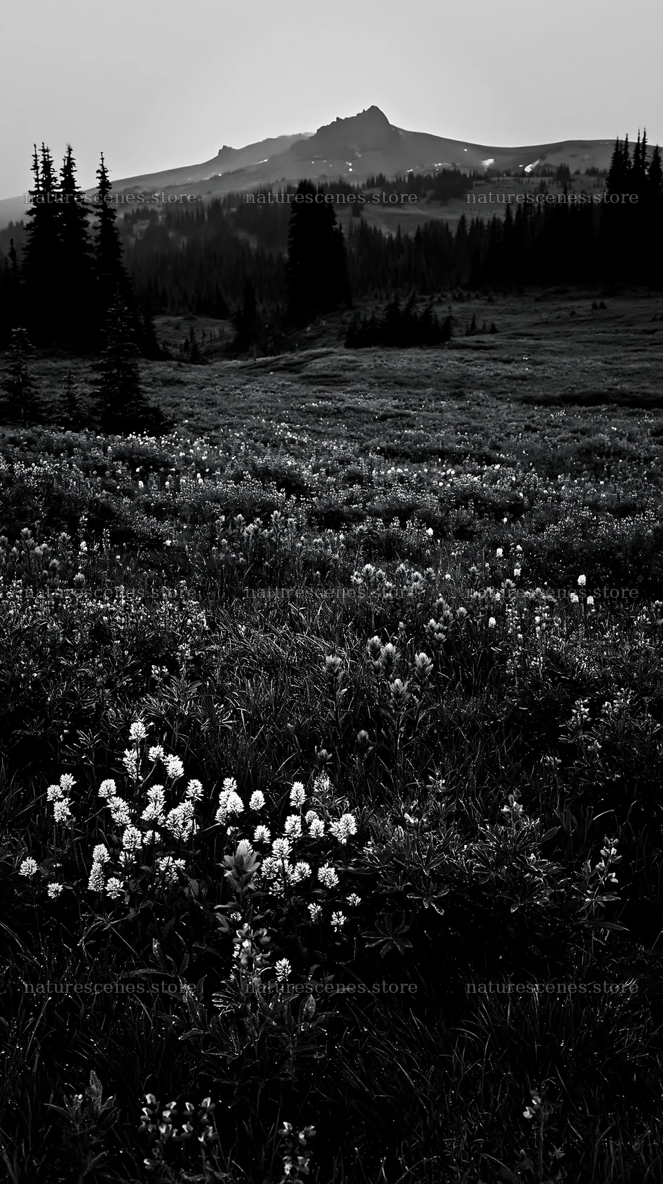 Mount Rainier paintbrush and lupine meadow at dusk – nature scenes 5938x10608
