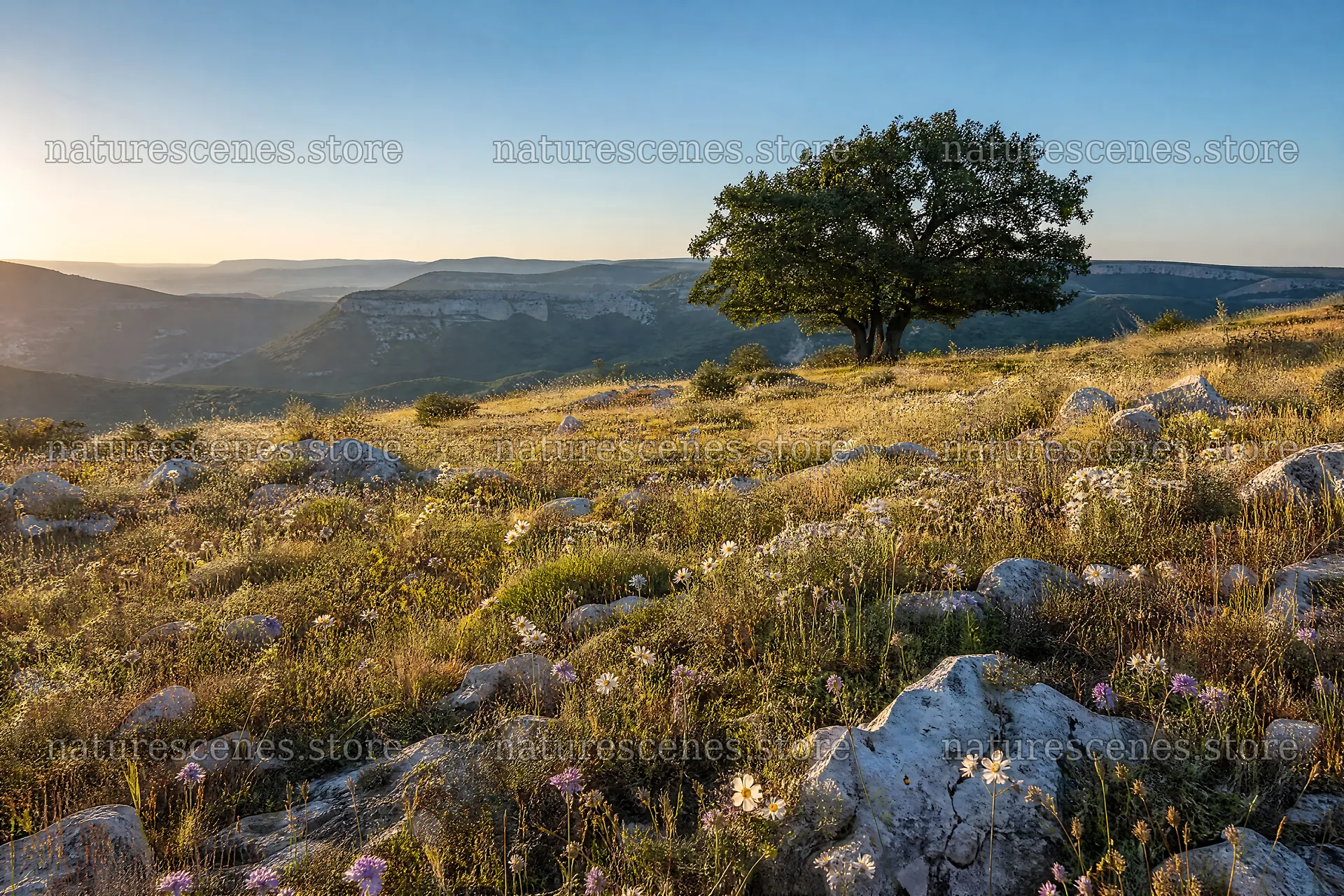 Sunny limestone meadow with distant mountains and a large tree – nature scenes 9722x6480