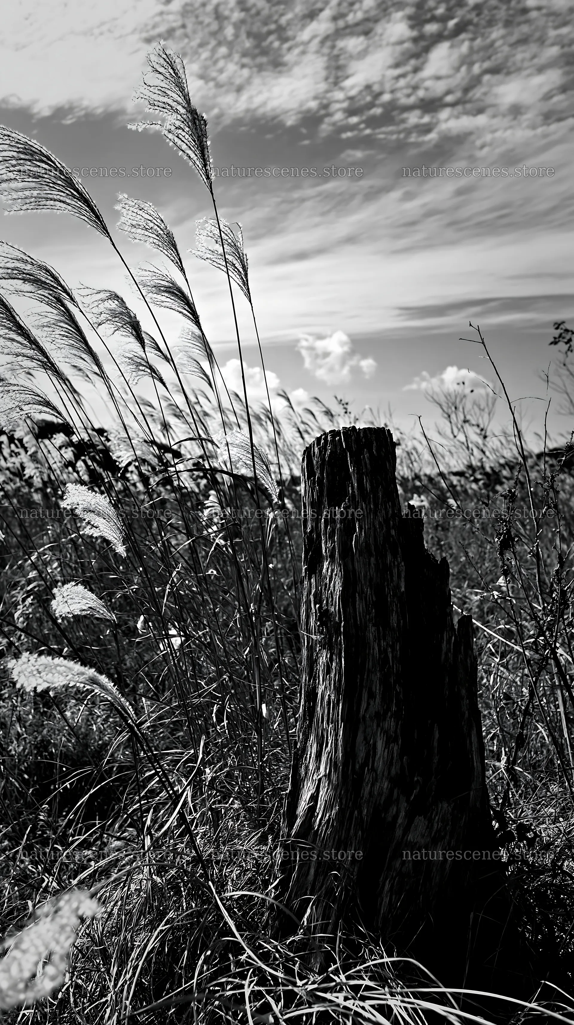 Fukushima meadow with weathered stump and grass in black and white – nature scenes 5938x10608