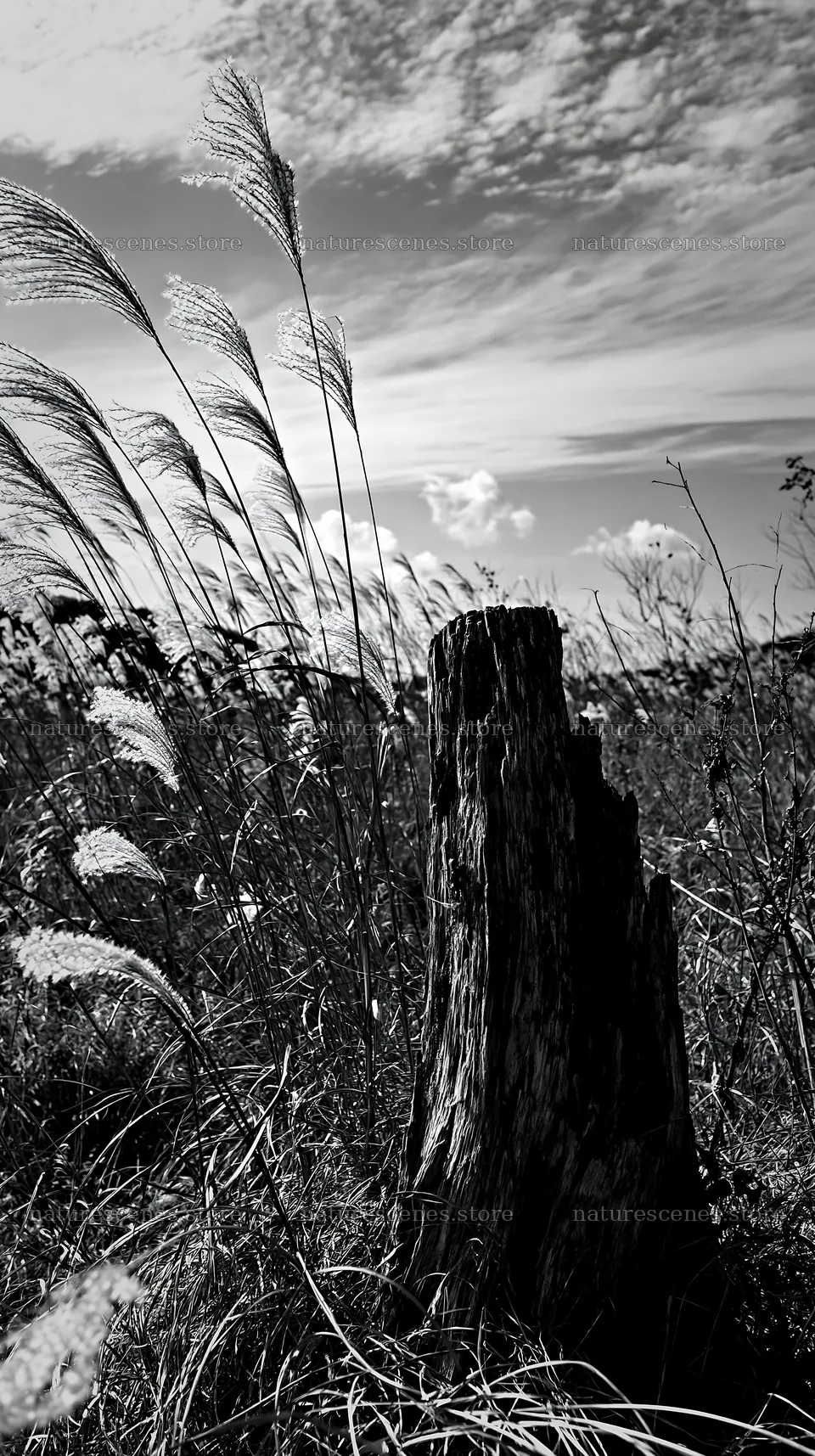 Fukushima meadow with weathered stump and grass in black and white – nature scenes 5938x10608