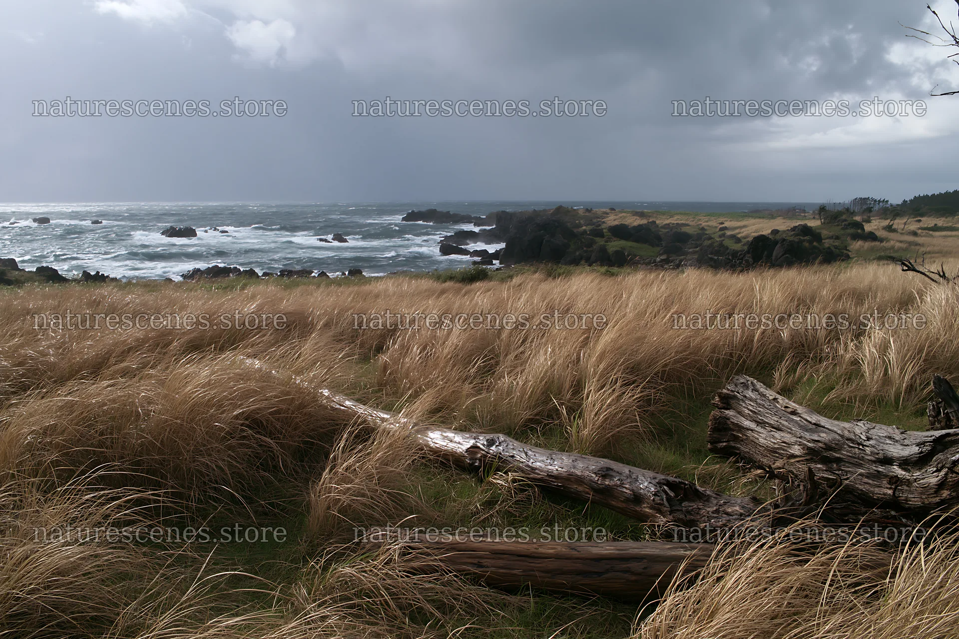 Ishikawa coastal meadow storm washed driftwood on the shore – nature scenes 9722x6480