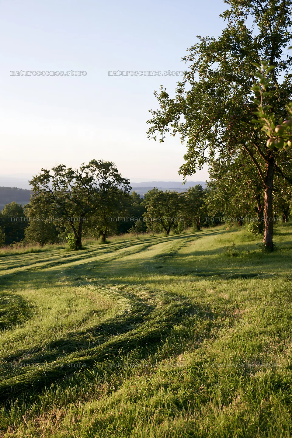 Hillside apple meadow with grass paths during daylight – nature scenes 6480x9722