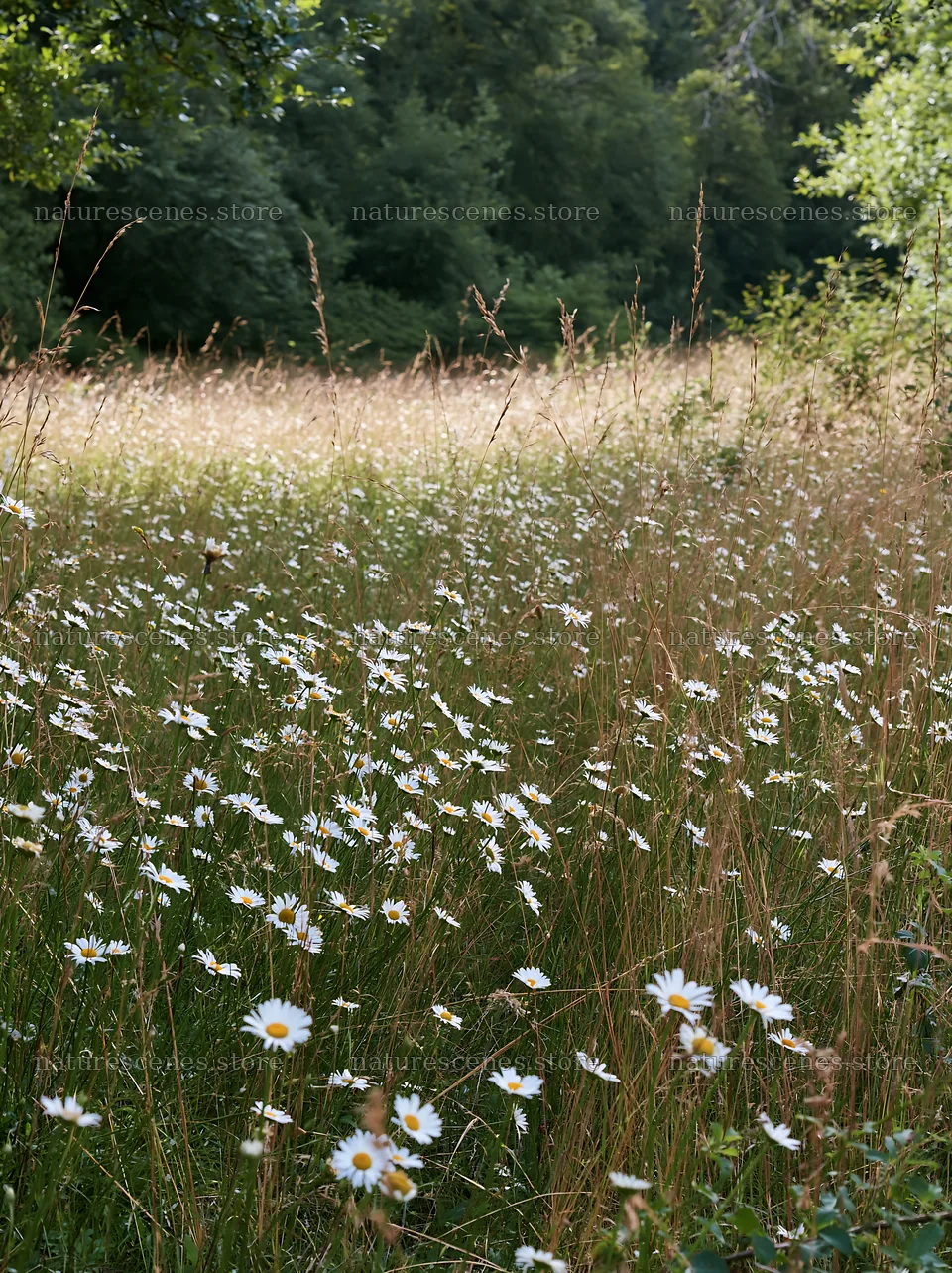Meadow flowers and woodland edge with open space – nature scenes 6866x9174