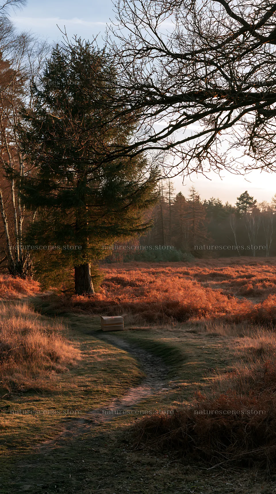 Single package beside evergreen tree in natural setting – nature scenes 5938x10608