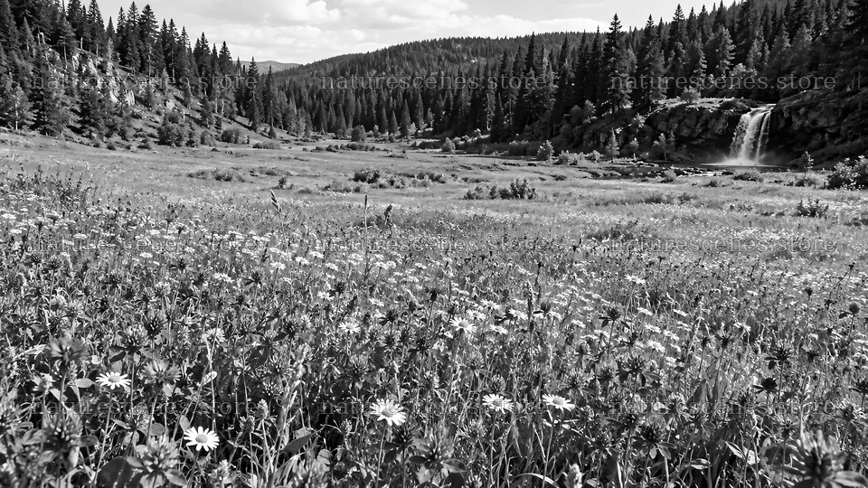 Black and White Forest Meadow with Waterfall – nature scenes 10324x5812