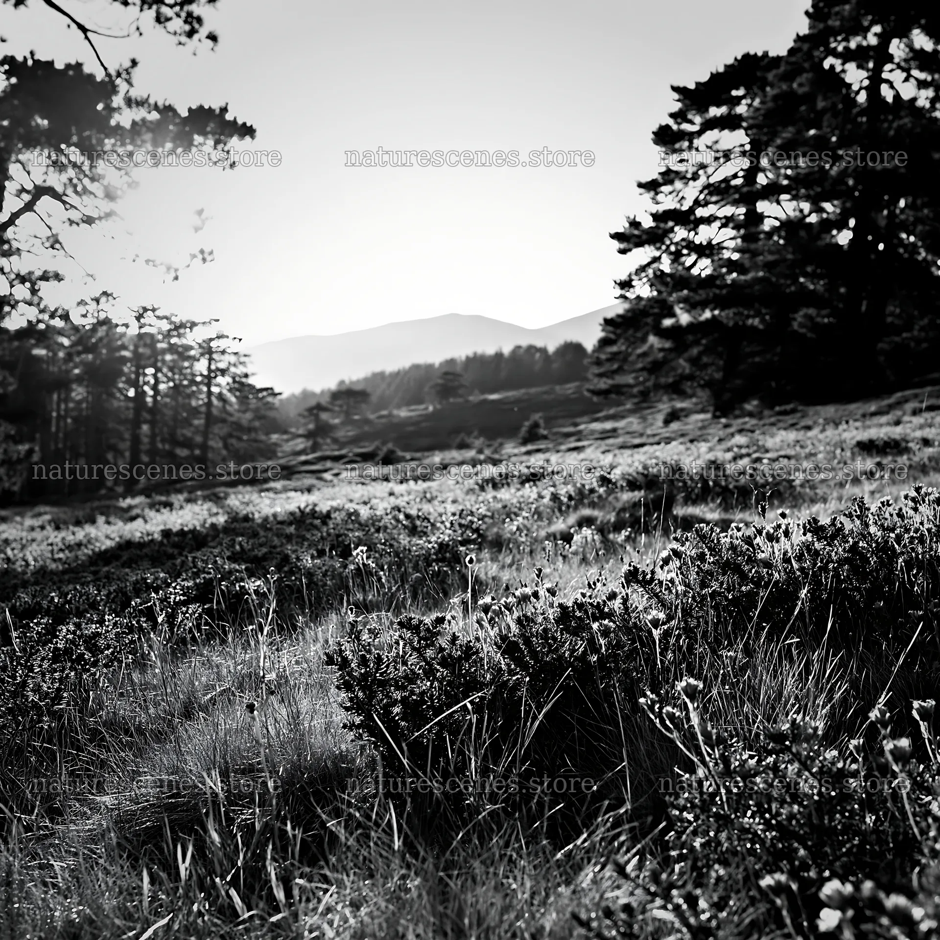 Pine forest meadow in black and white during early morning – nature scenes 7938x7938