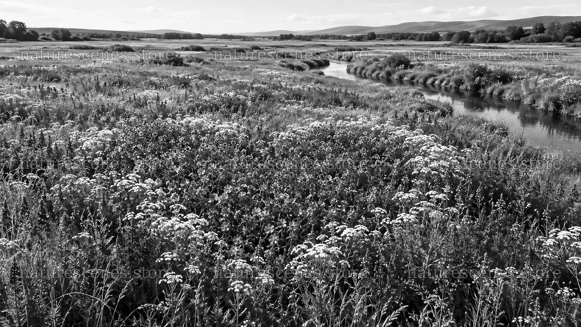 Monochrome Wildflower Meadow Beside a River – nature scenes 10324x5812