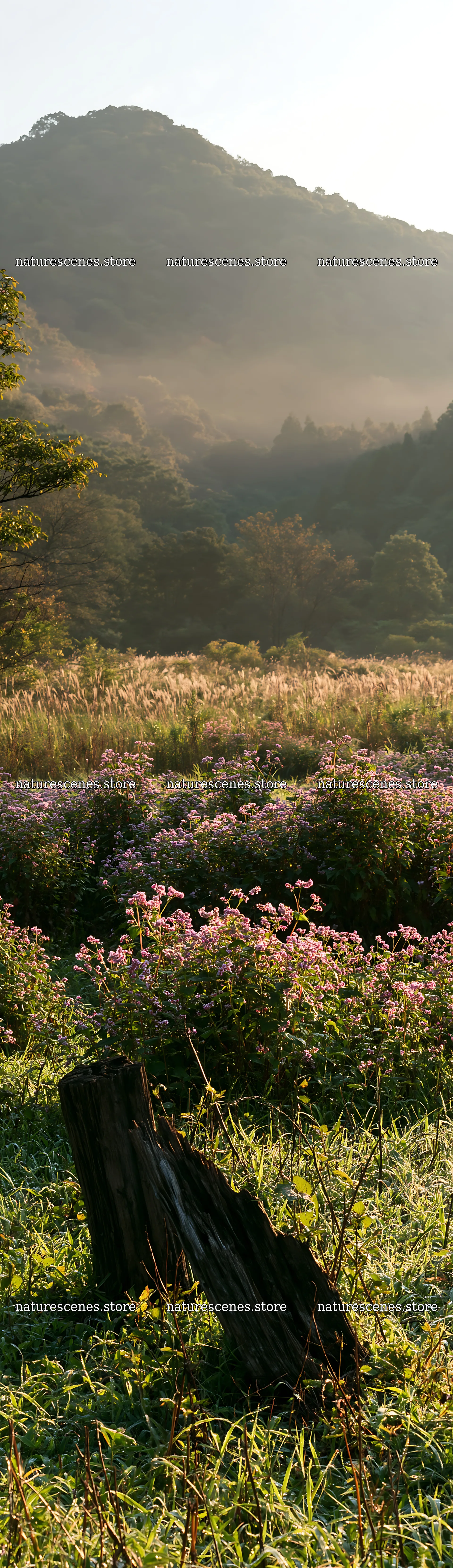 Wakayama autumn meadow weathered wood foreground – nature scenes 4268x14762