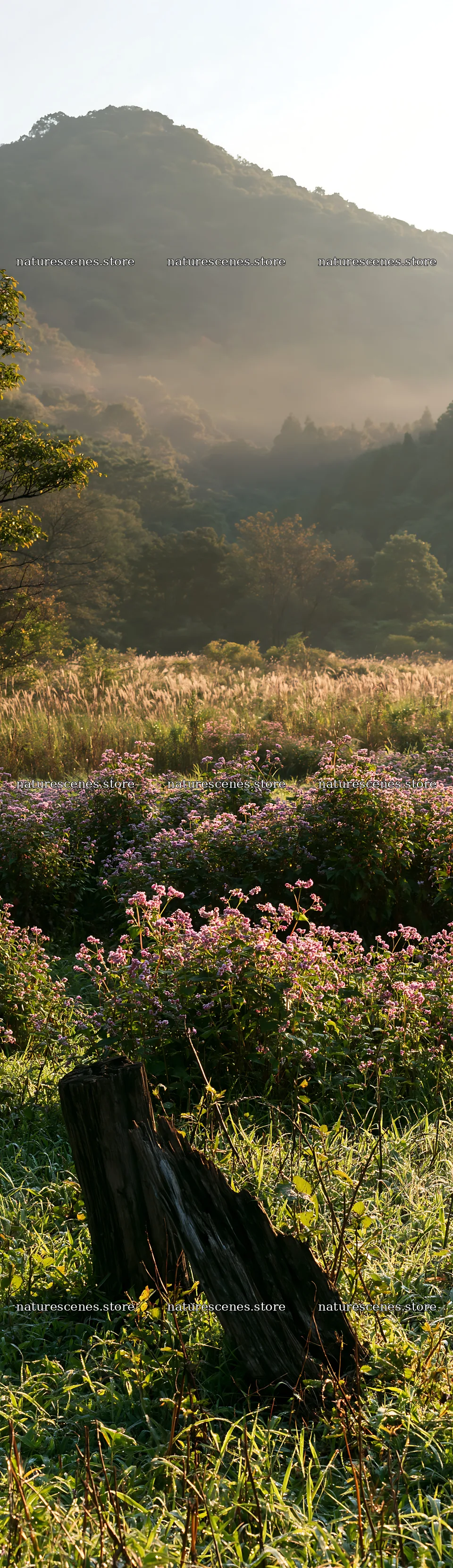 Wakayama autumn meadow weathered wood foreground – nature scenes 4268x14762