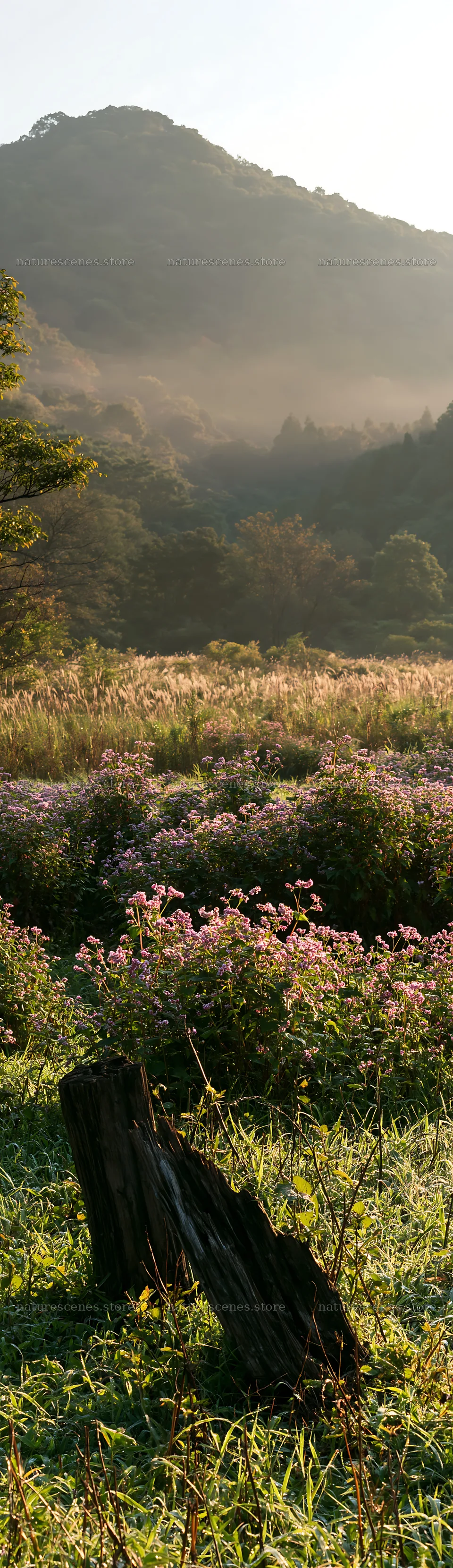Wakayama autumn meadow weathered wood foreground – nature scenes 4268x14762