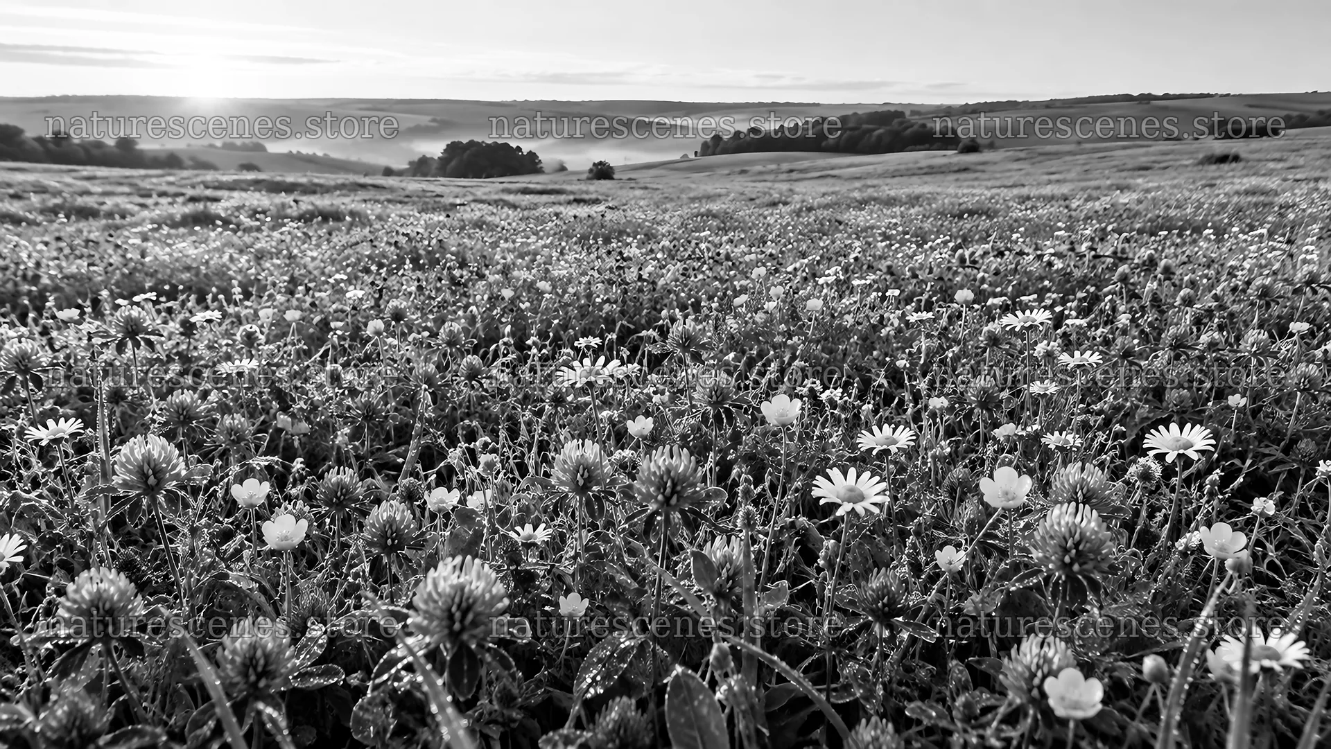 Black and White Wildflower Meadow Landscape – nature scenes 10324x5812