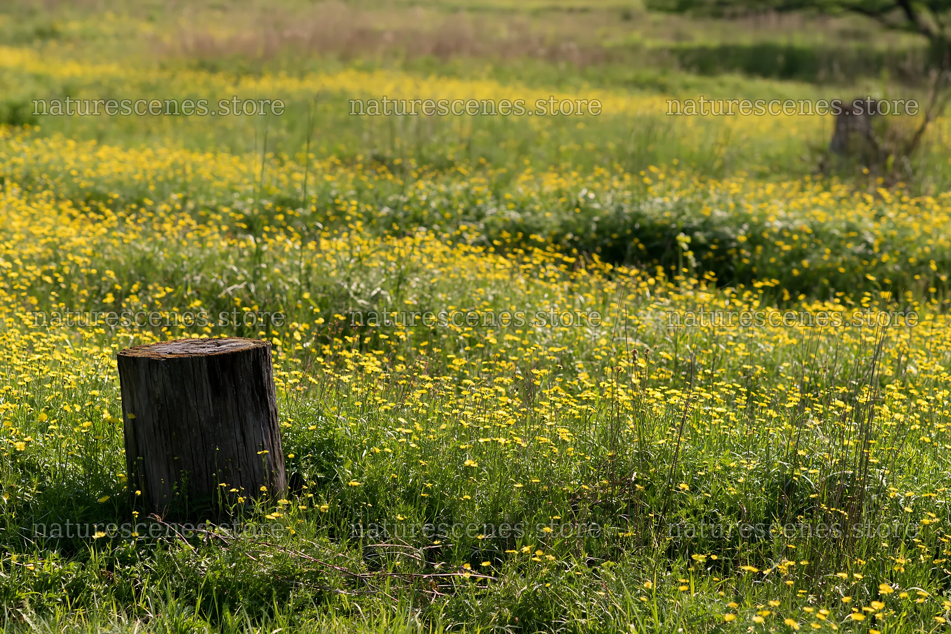 Fukushima native meadow with weathered stump – nature scenes 9722x6480