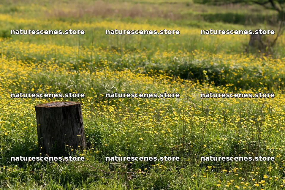 Fukushima native meadow with weathered stump – nature scenes 9722x6480