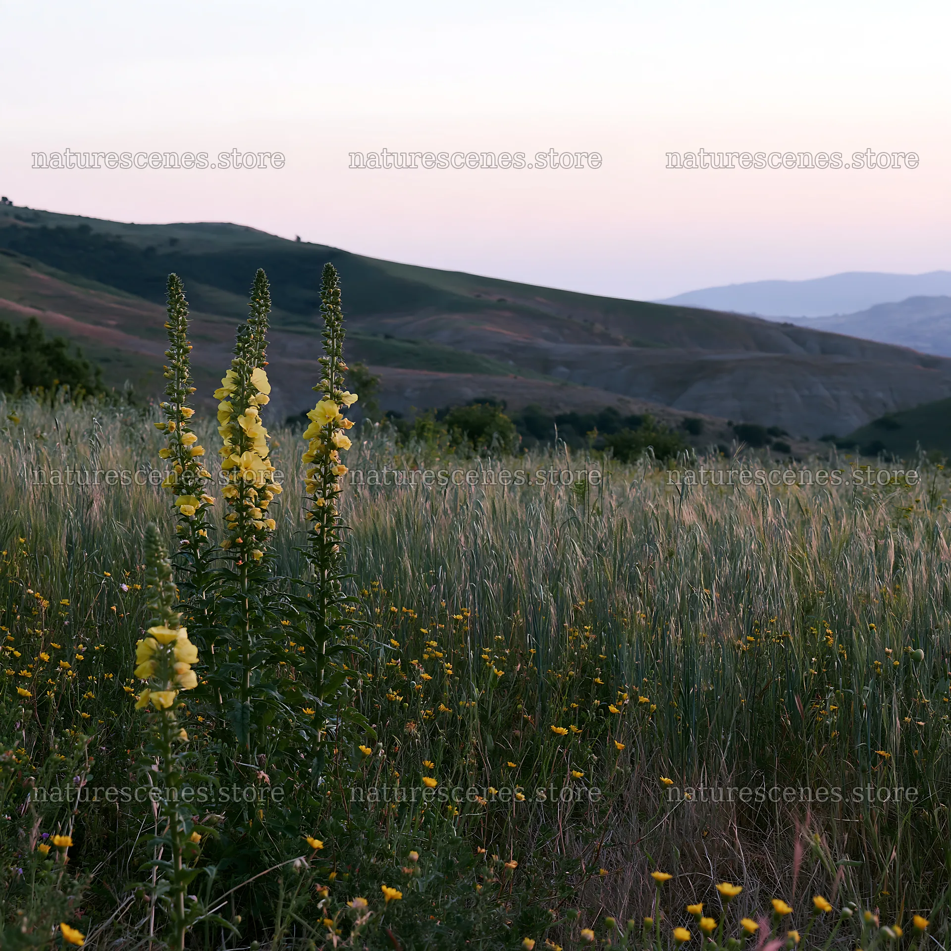 Night-blooming meadow with wildflowers under a fading sky – nature scenes 7938x7938