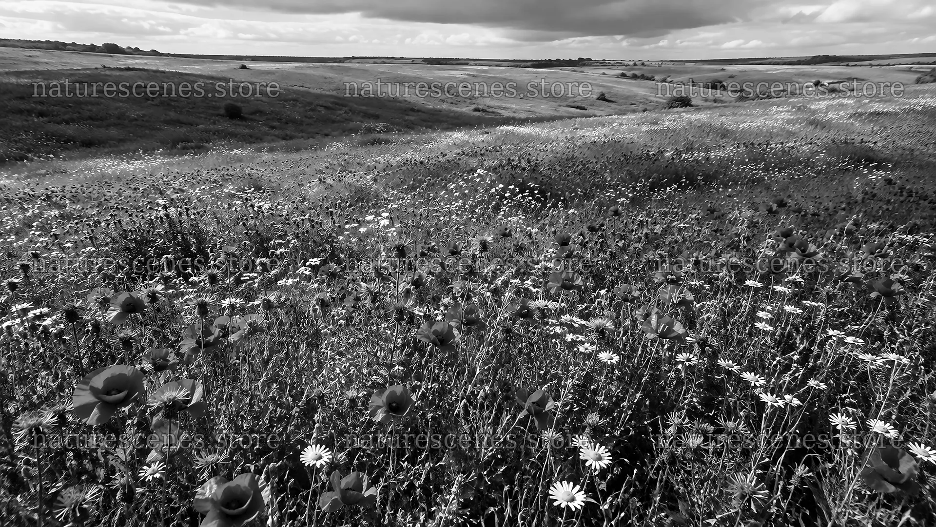 Shadowed Wildflower Meadow in Monochrome – nature scenes 10324x5812