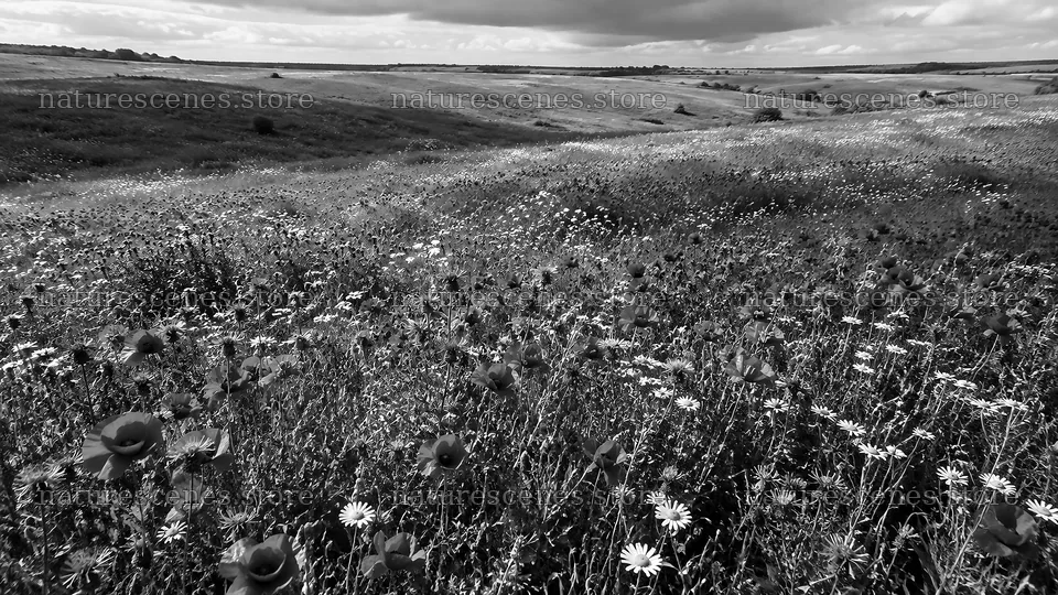 Shadowed Wildflower Meadow in Monochrome – nature scenes 10324x5812