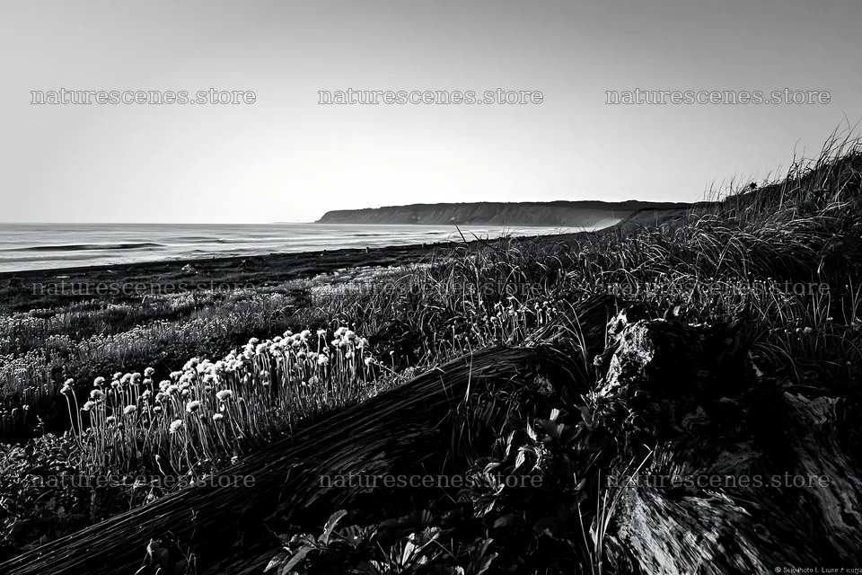 Chiba coastal meadow with driftwood and flowers at sunset – nature scenes 9722x6480