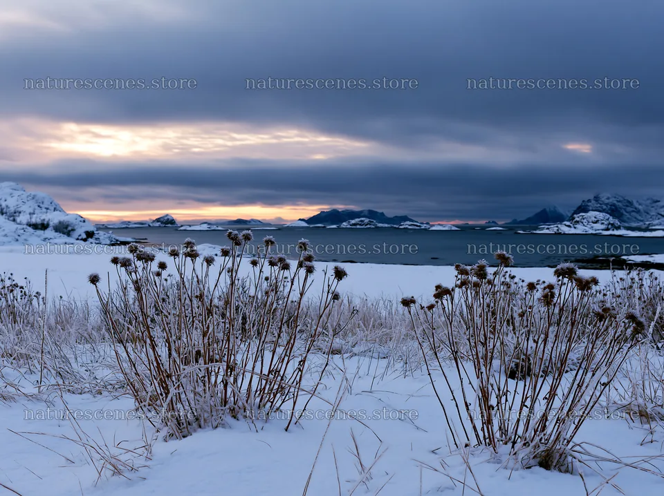 Lofoten coastal meadow winter snow in evening light – nature scenes 9174x6866