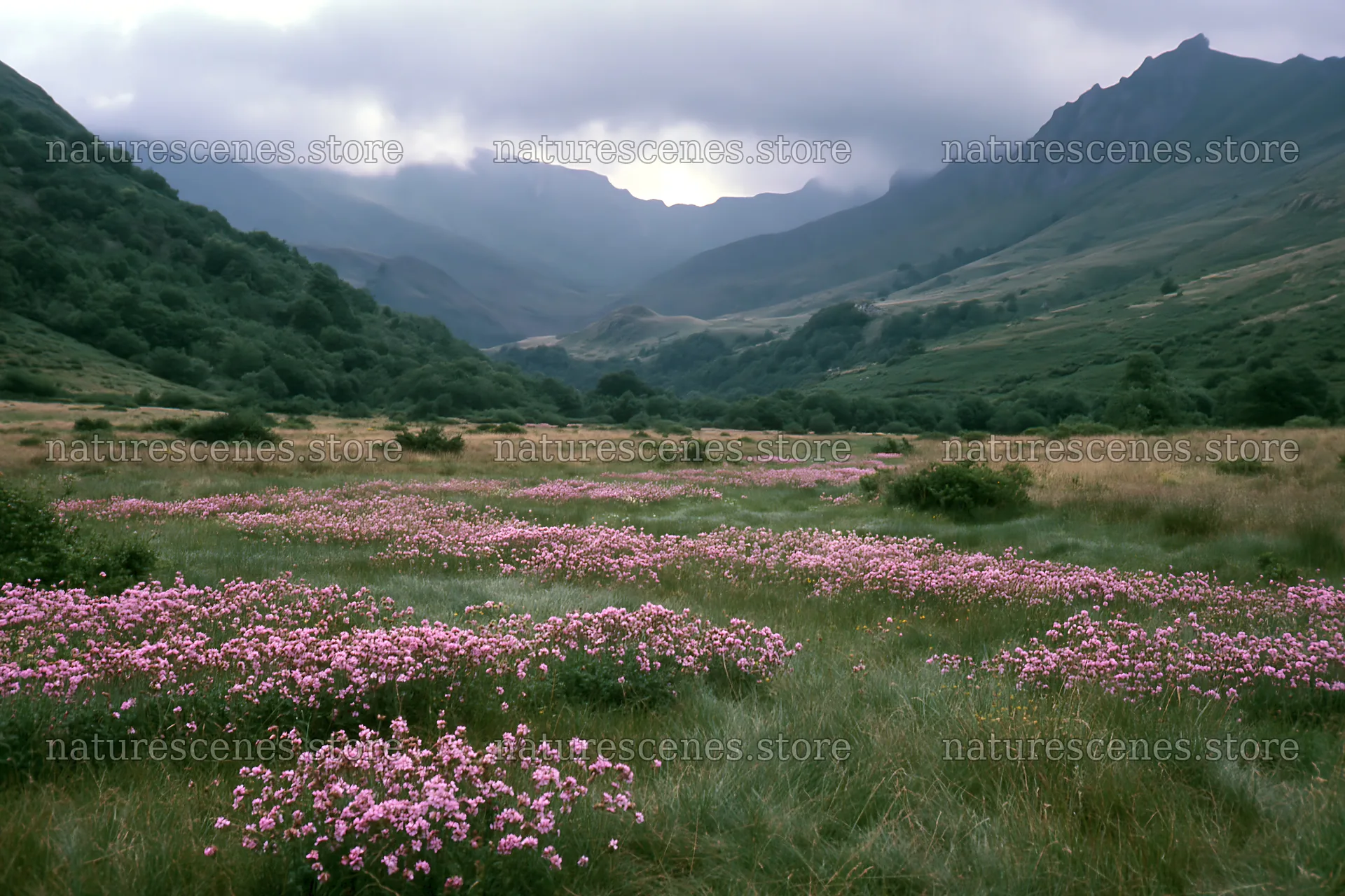 Pink flowers in a meadow near the Pyrenees mountains – nature scenes 9722x6480