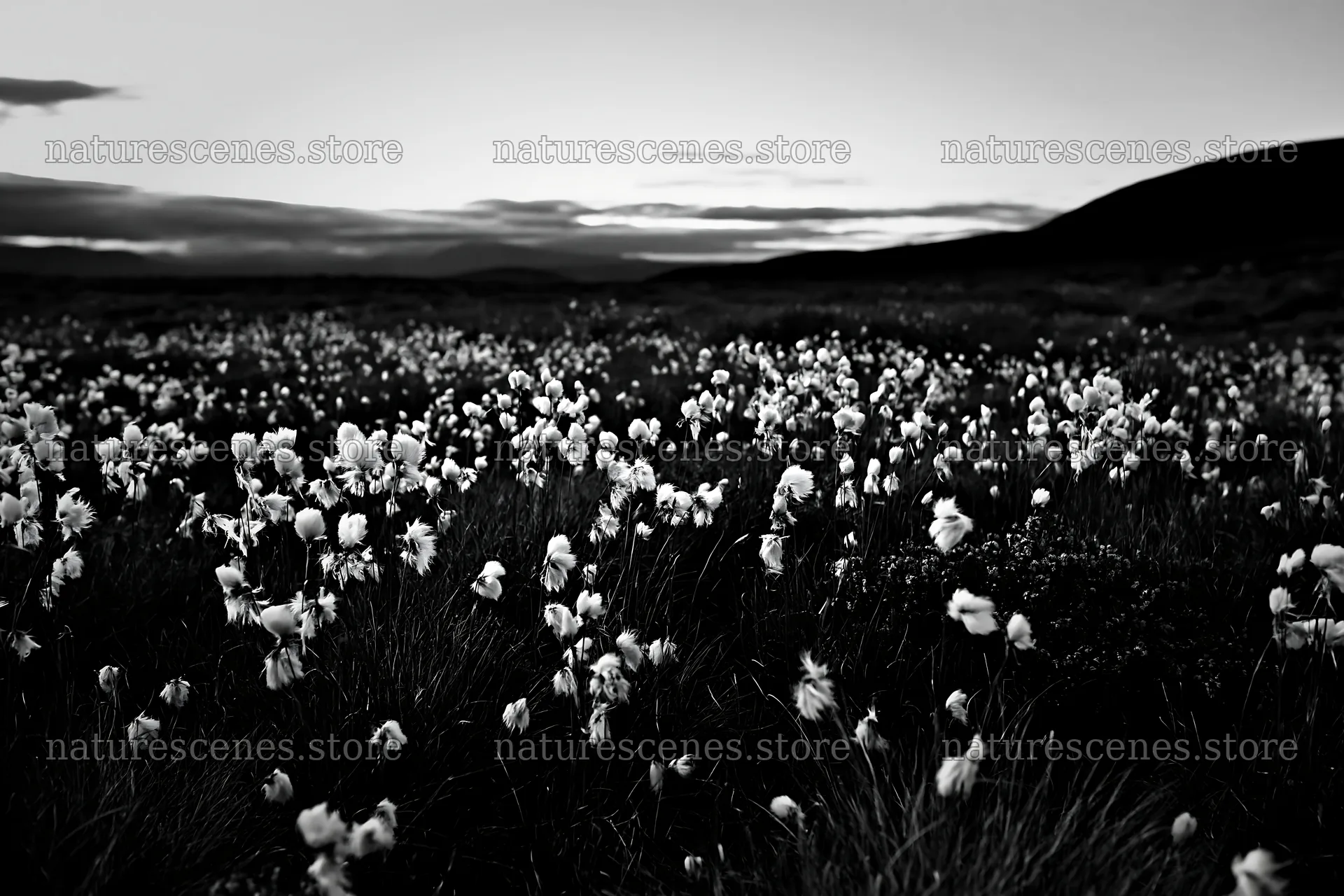 Cottongrass meadow under evening light – nature scenes 9722x6480