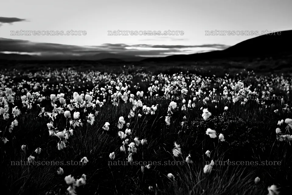 Cottongrass meadow under evening light – nature scenes 9722x6480