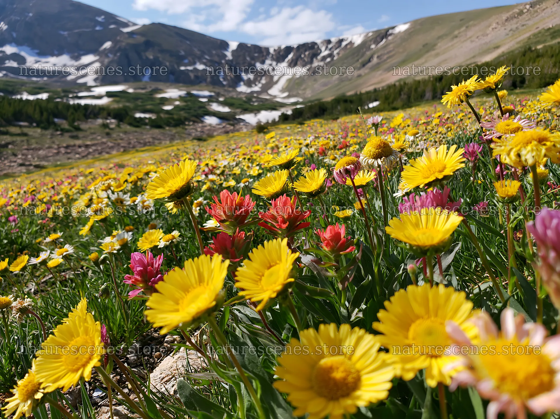 Colorful meadow with daisies in a mountainous landscape – nature scenes 9174x6866