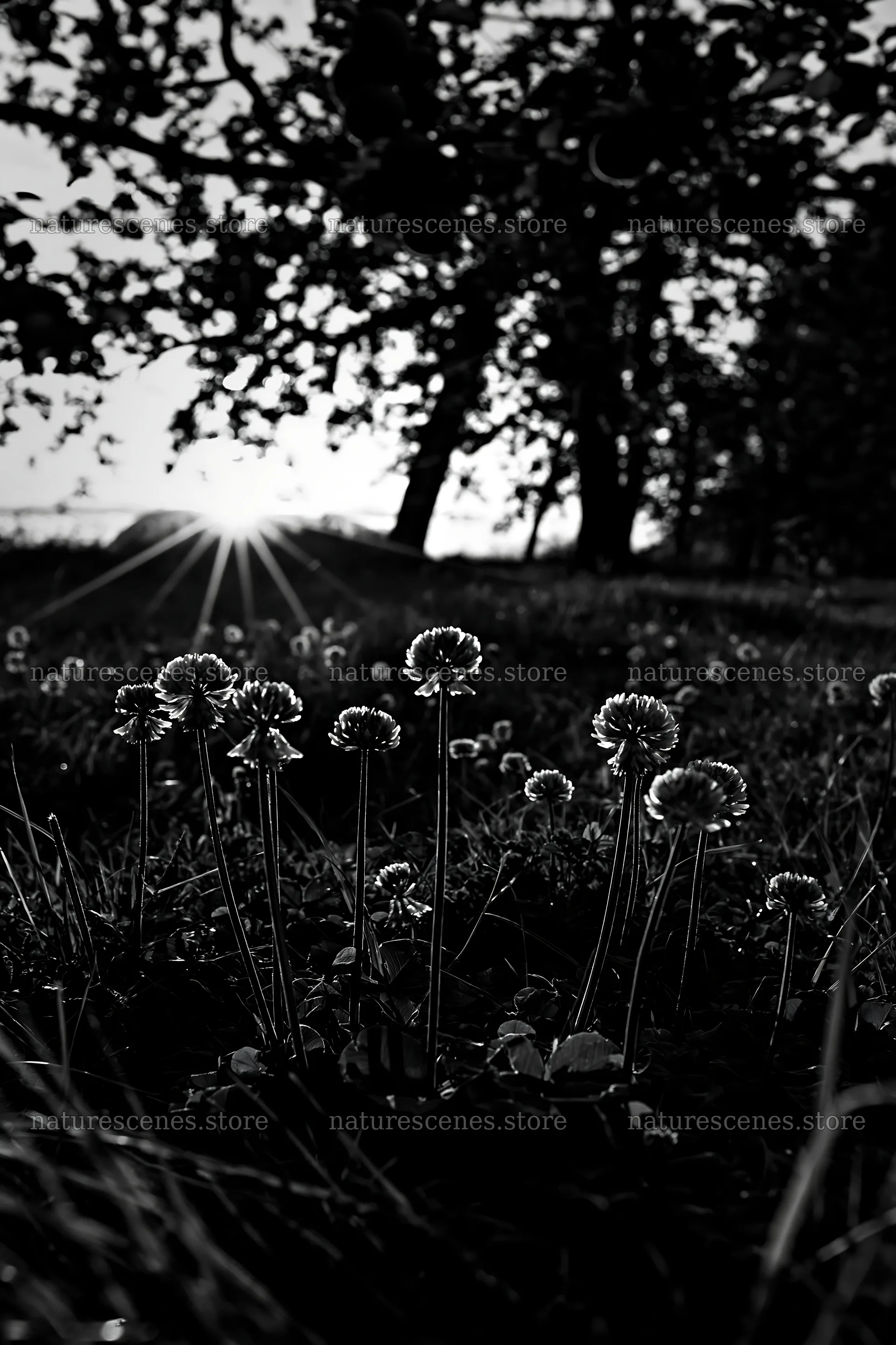 Clover flowers in meadow at sunset with trees in background – nature scenes 6480x9722