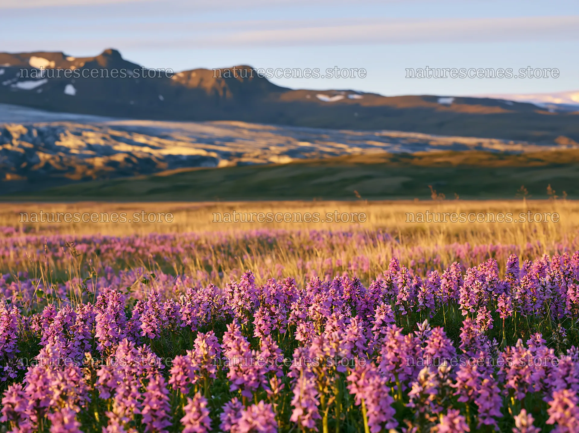Colorful orchid meadow in the sunlight with mountains behind – nature scenes 9174x6866
