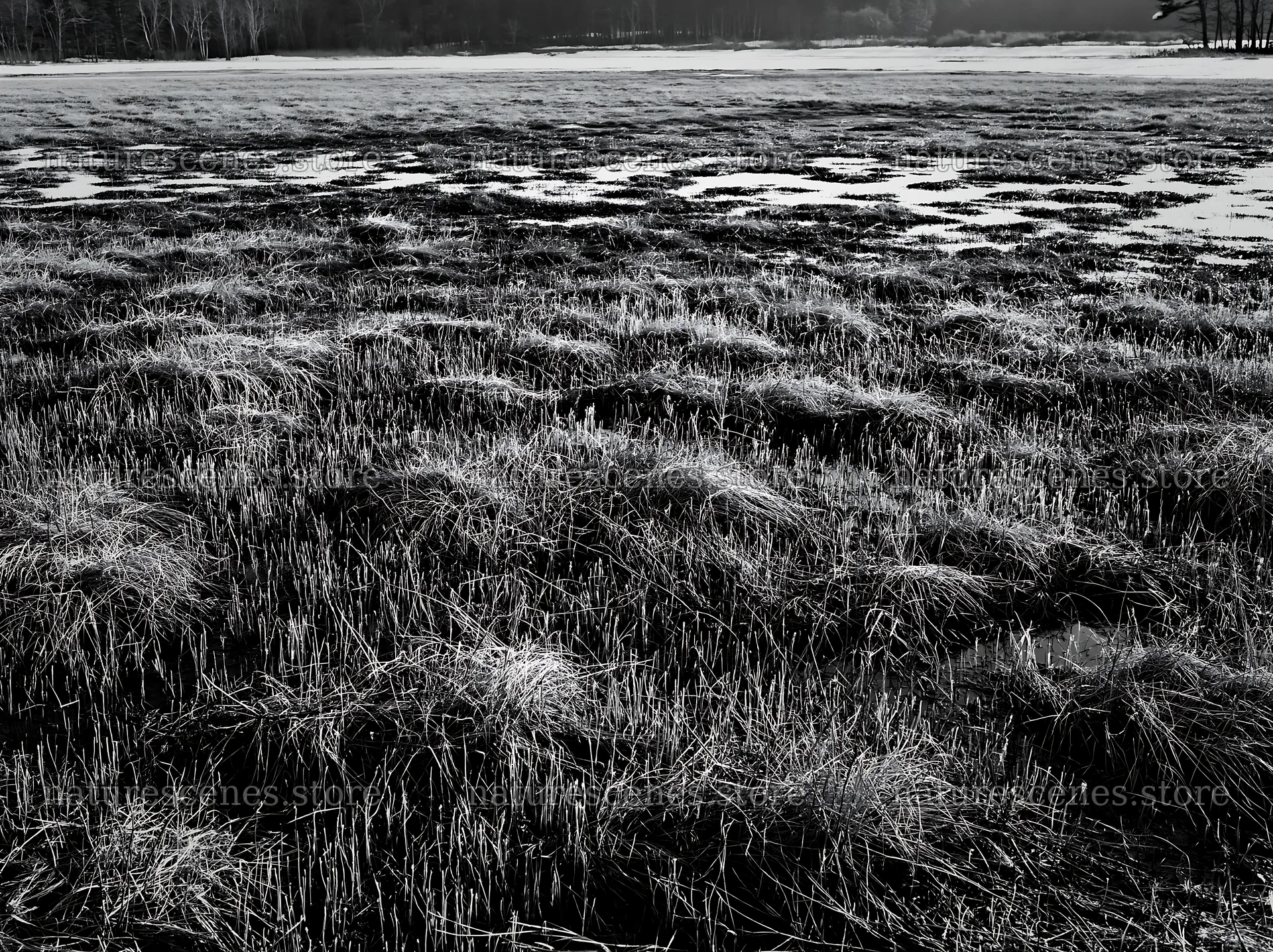 Akita snowmelt meadow with silver grasses reveals winter's end – nature scenes 9174x6866