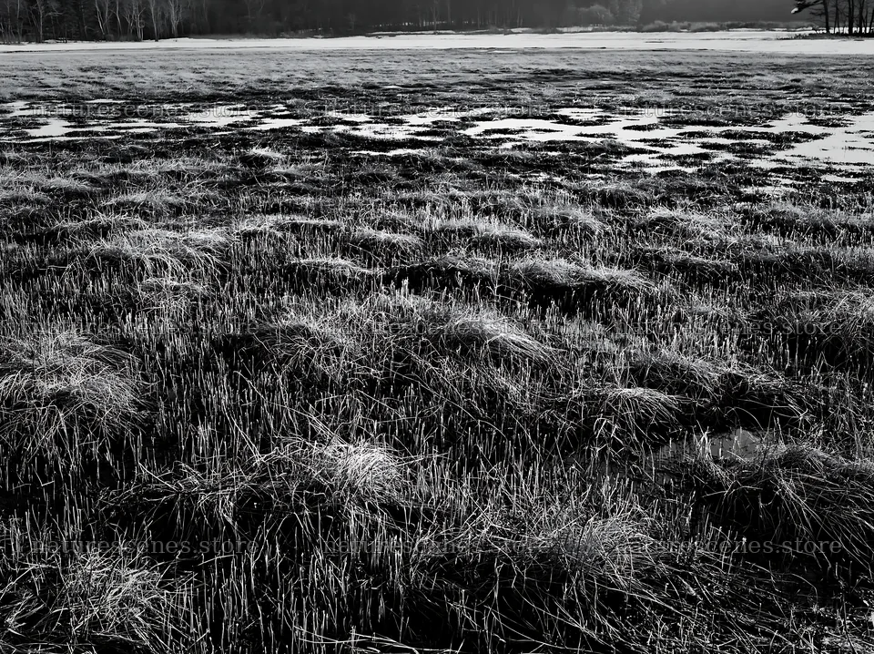 Akita snowmelt meadow with silver grasses reveals winter's end – nature scenes 9174x6866