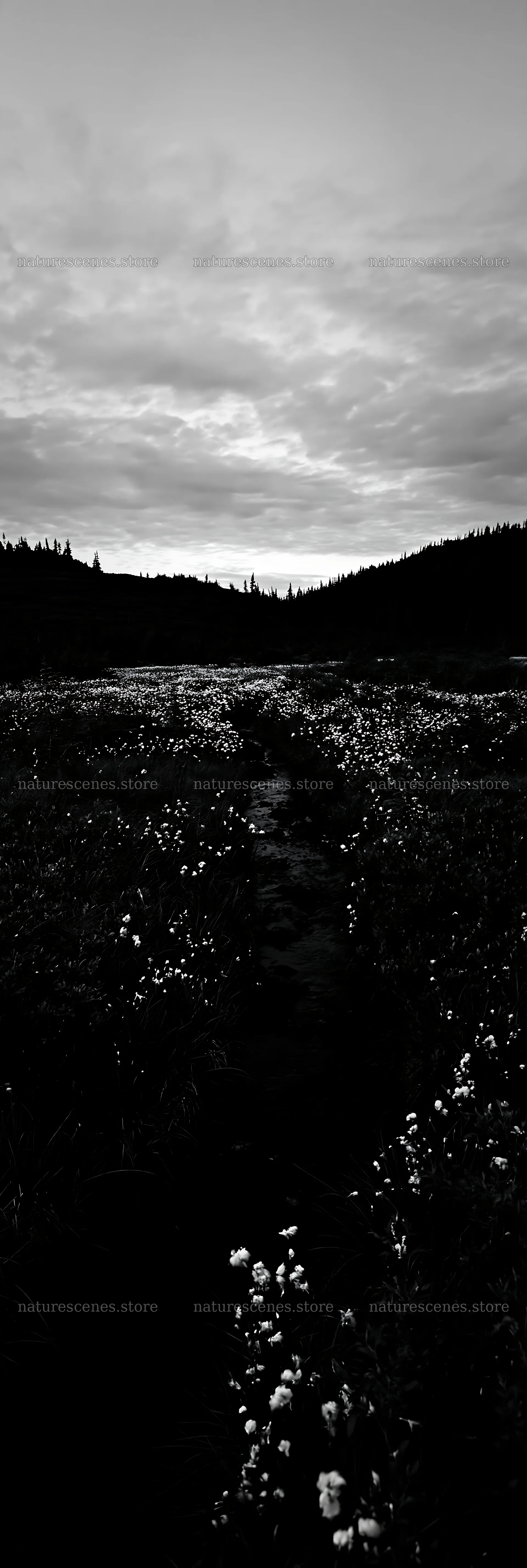 High contrast meadow brook landscape at dusk – nature scenes 4602x13690