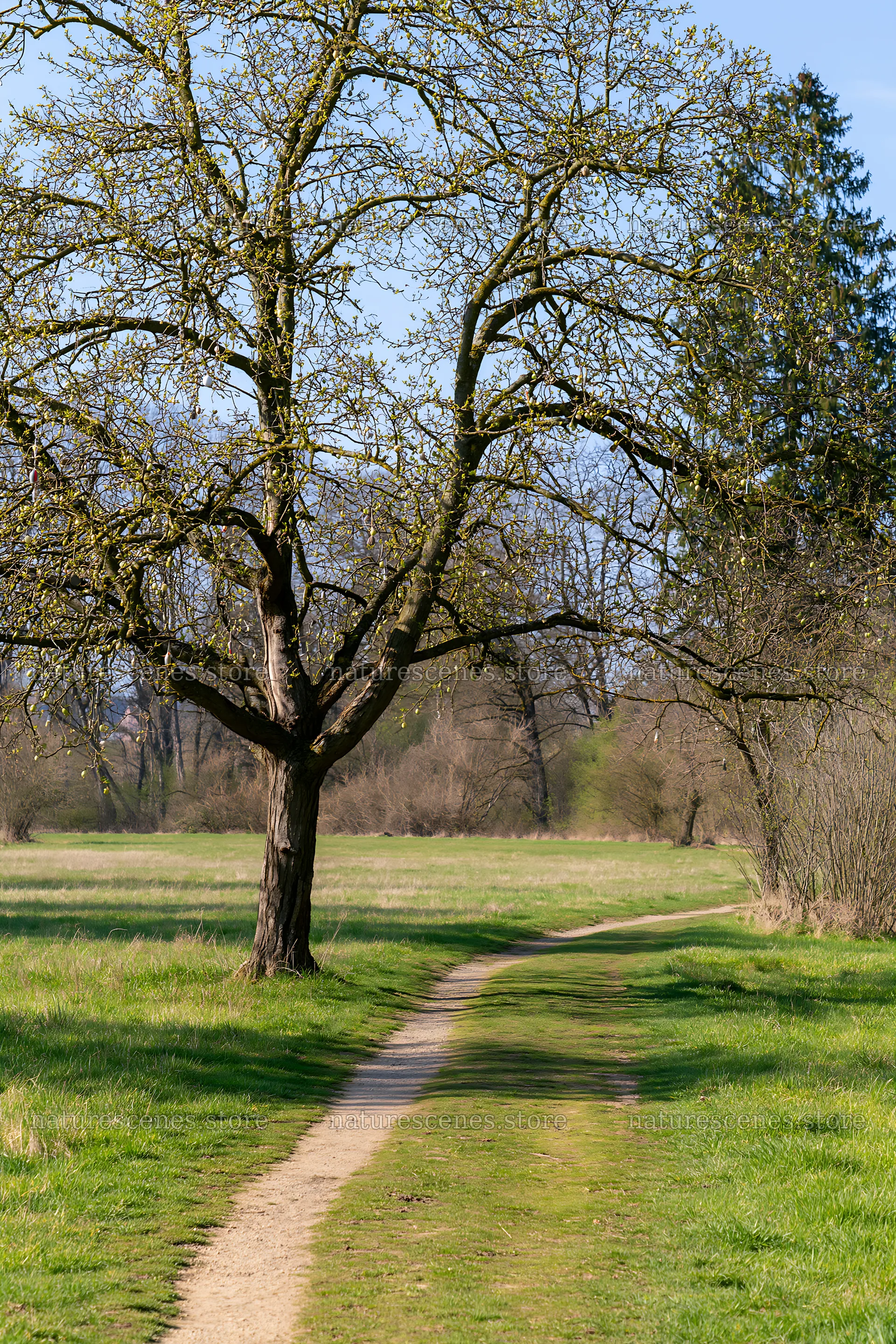 Easter pear tree along a winding path in a green field – nature scenes 6480x9722