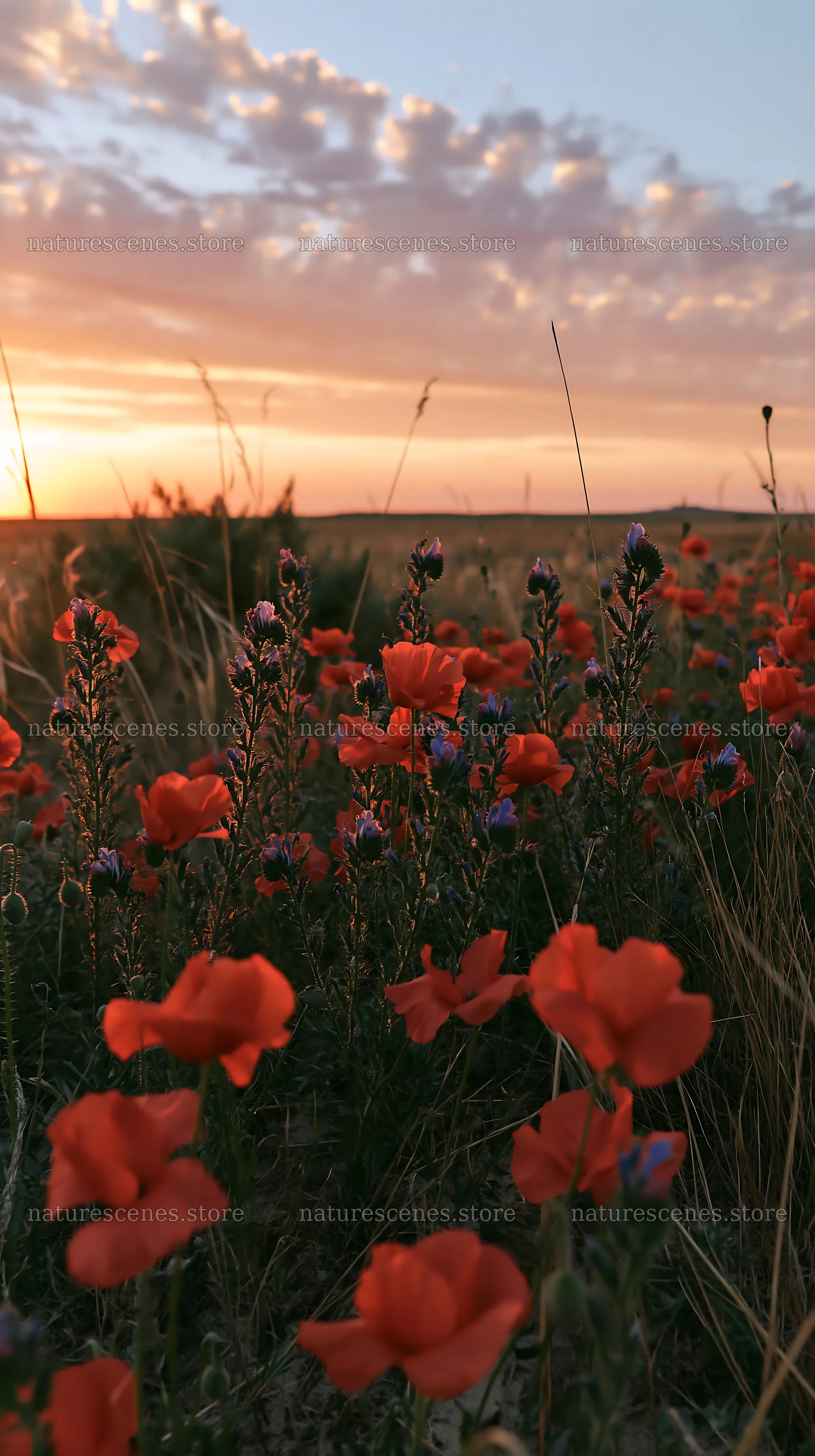 Poppy viper's-bugloss meadow at sunset – nature scenes 5938x10608